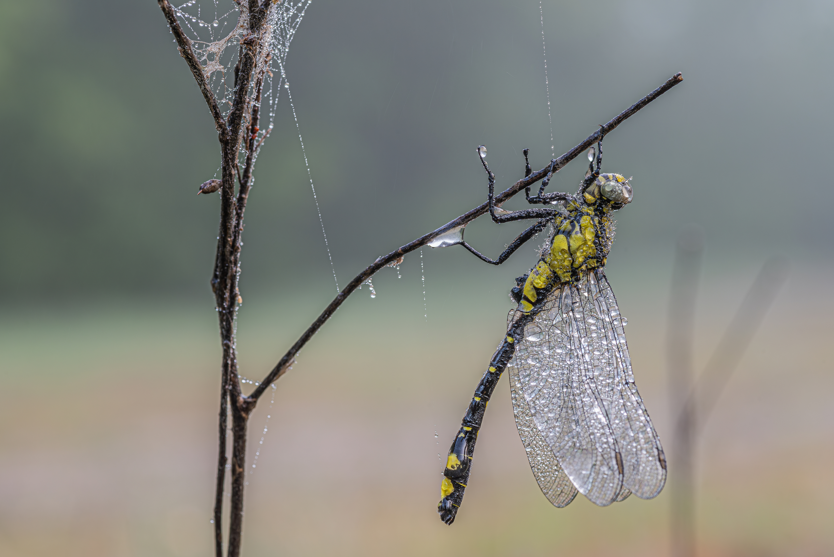 , Зайцев Роман