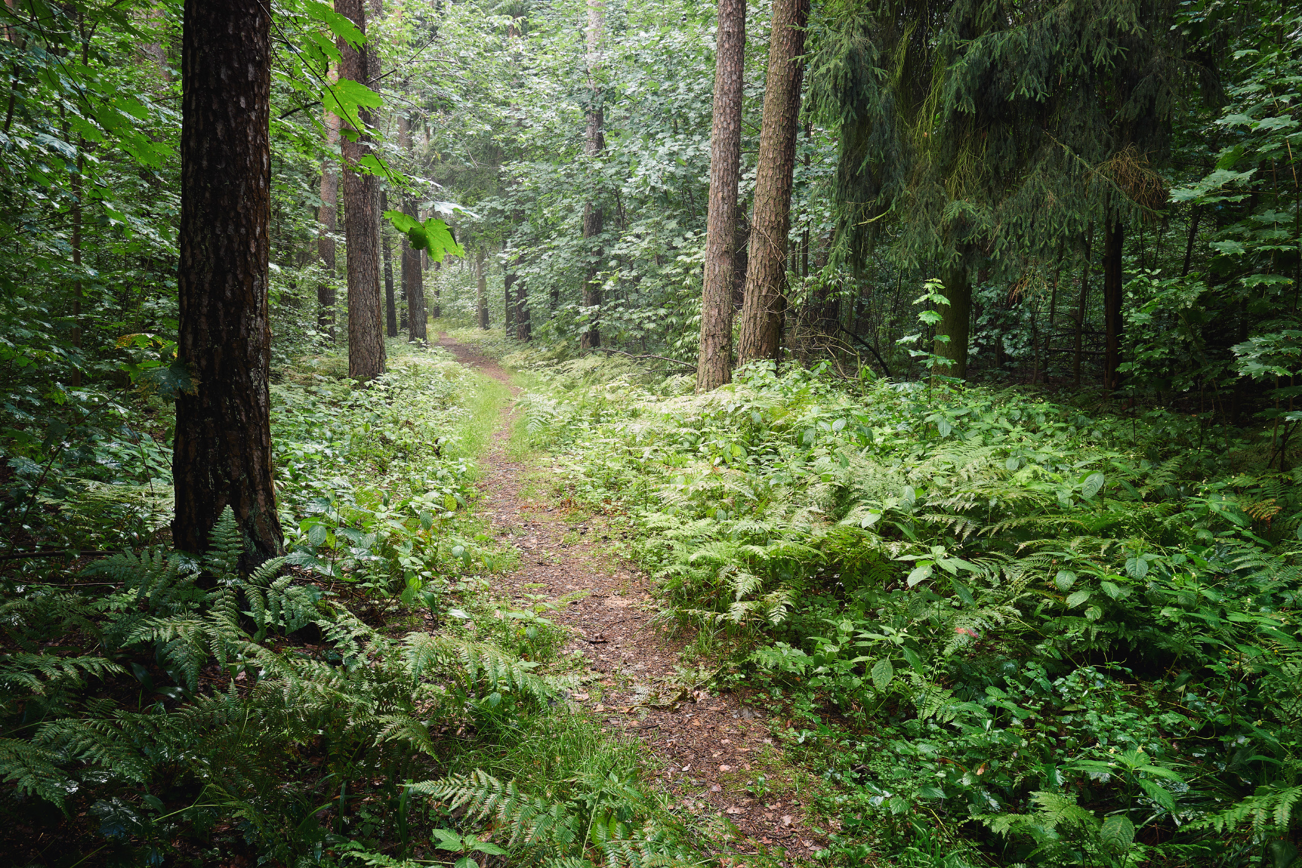 лес, деревья, листва, свет, Валерий Вождаев