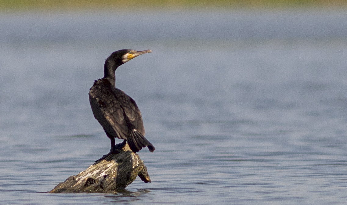 , Руслан Соколов