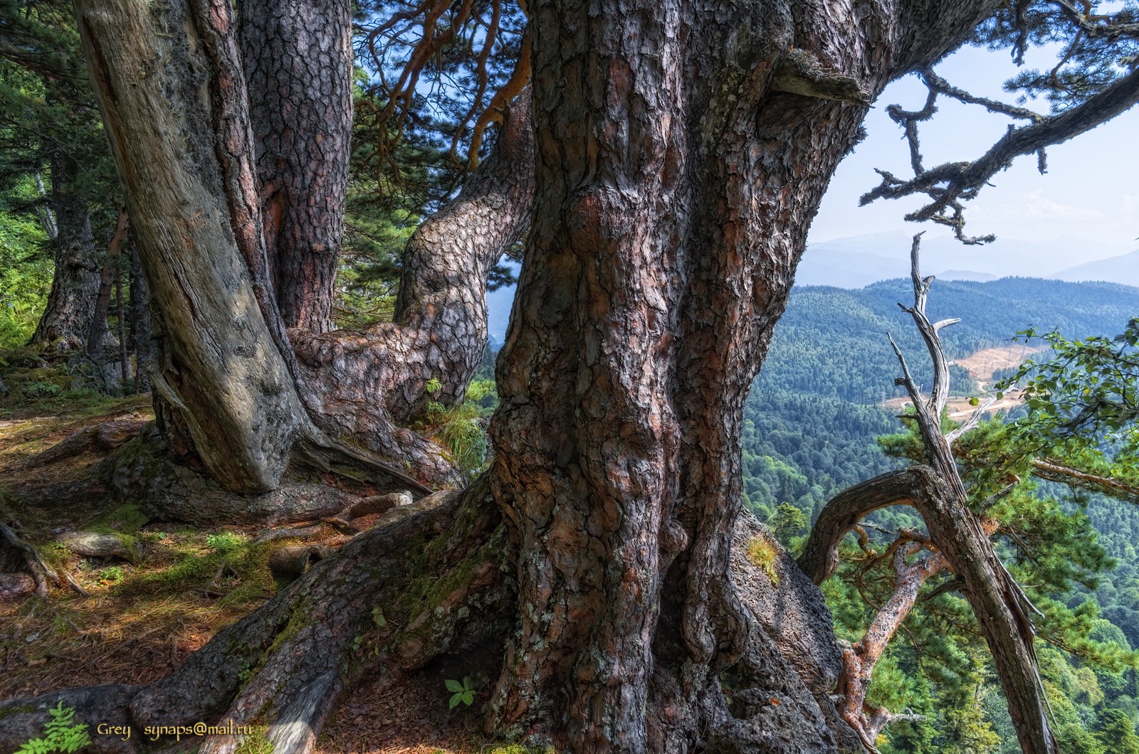 сосны патриарх горы лагонаки лес, Сергей Павлов