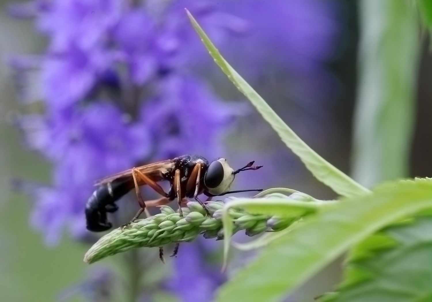 Мушка лето цветы, Евгений Слободской