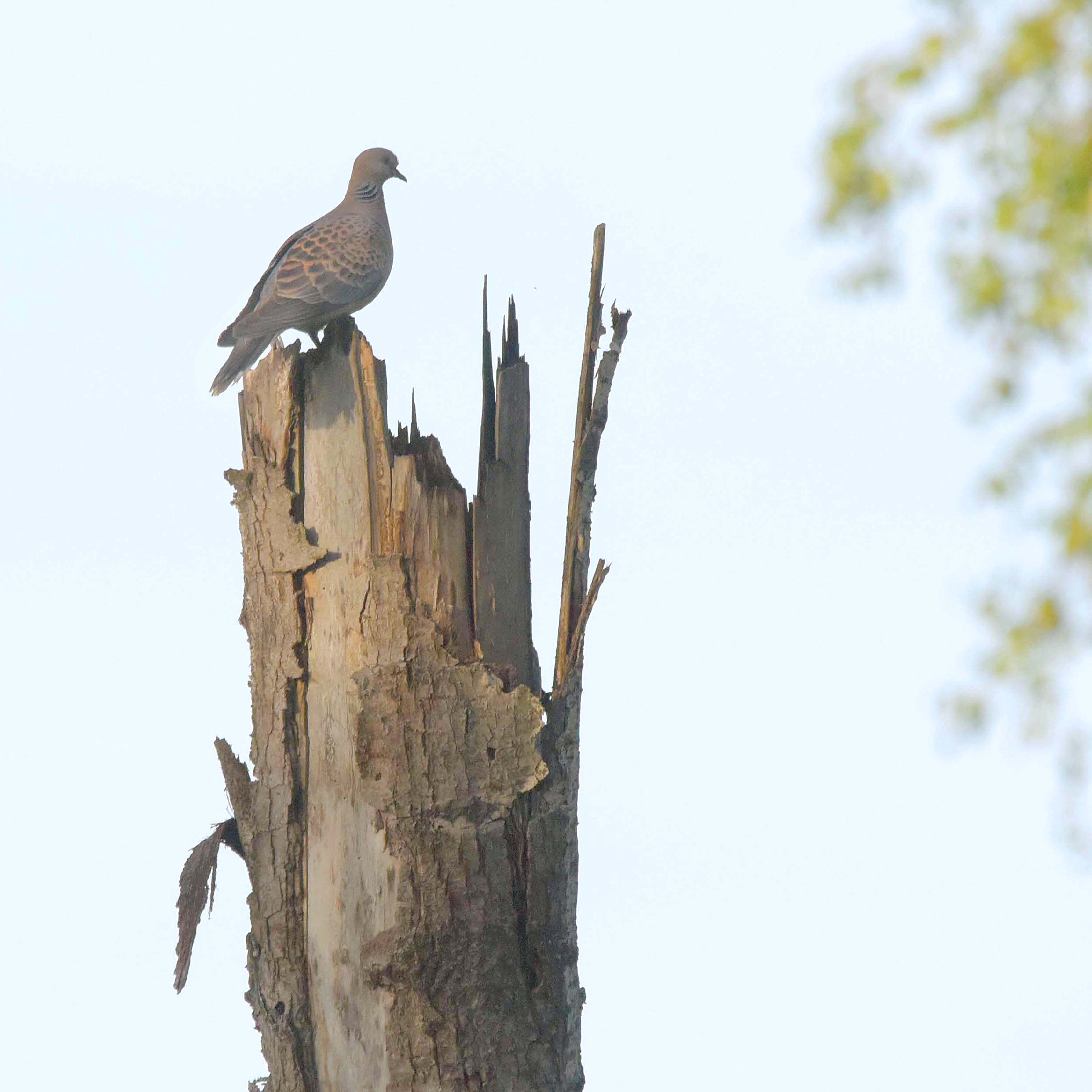, Белоусов Михаил