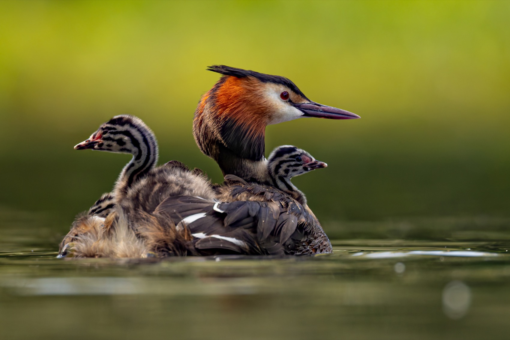 чомга, птенцы, птицы, поганка, большая поганка, Руслан Pl