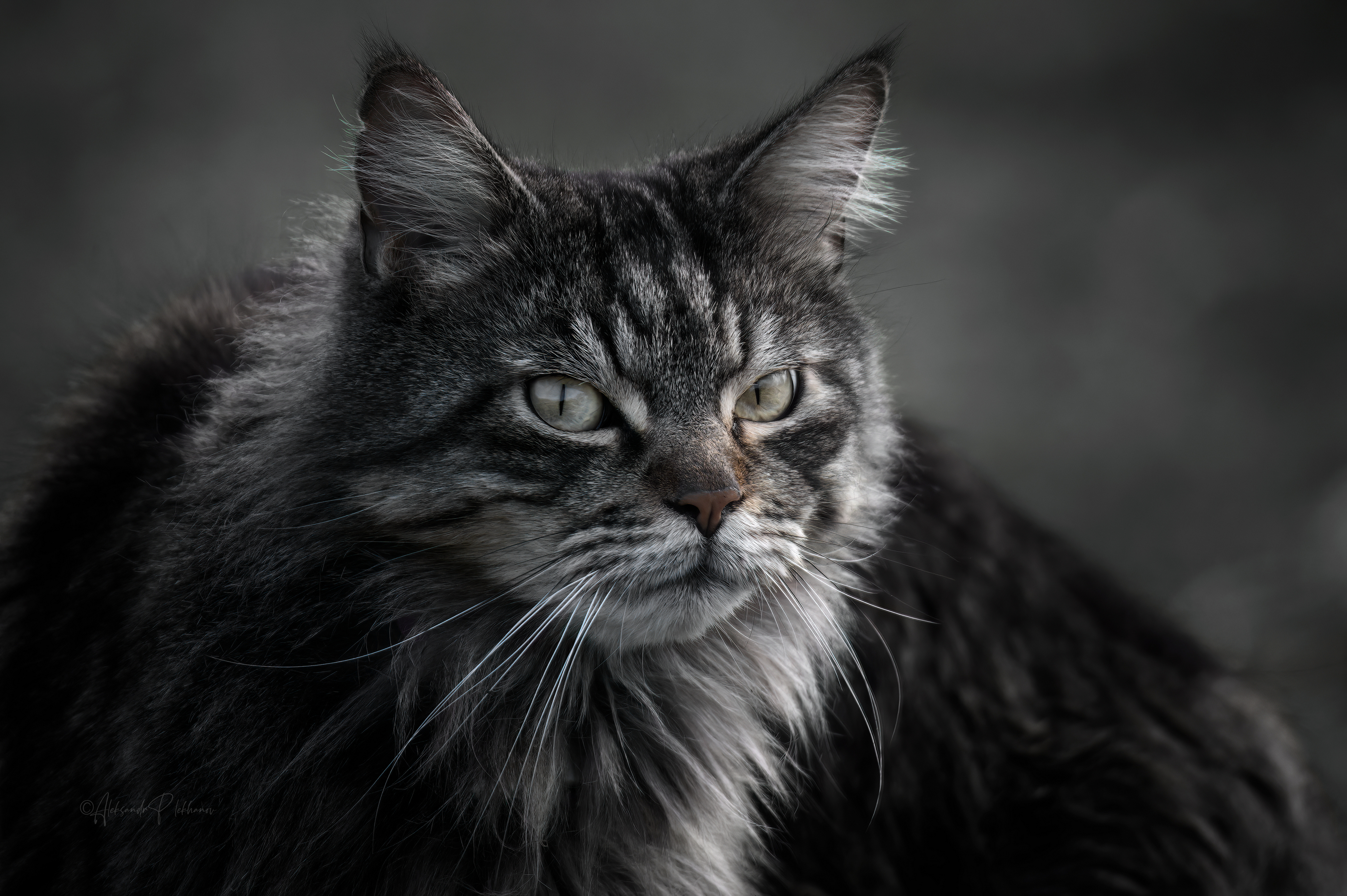 , Плеханов Александр