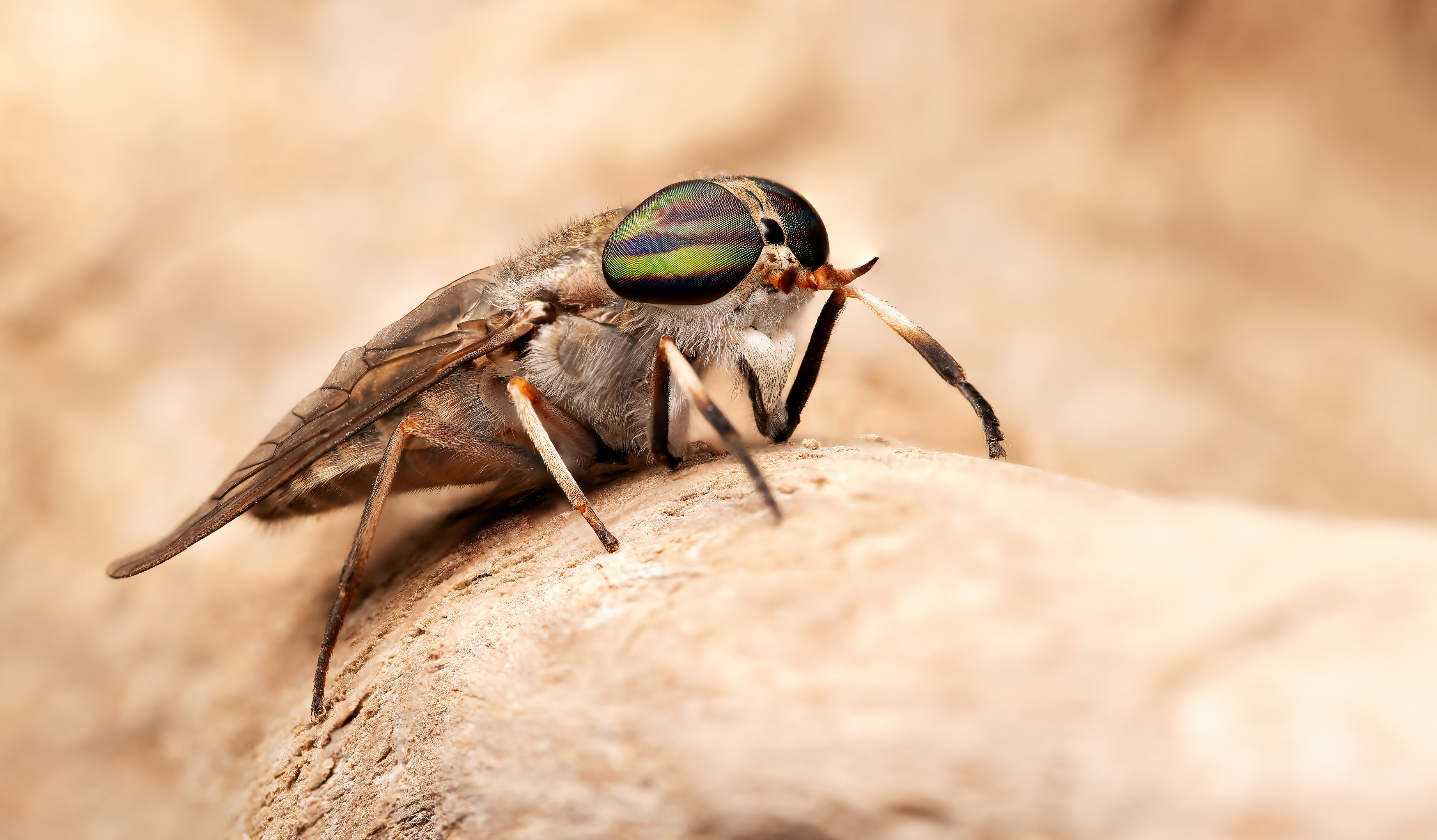 макрофото, макрофотографии, фотомакро, насекомые, макромир, макрофотограф, макроаддикт, макро_мир, naturelovers, naturelover, naturephotography, macrolove, macro_love, biodiversity, macrophotography, macro, macronature, entomology, arthropods, arthropod, ,  Stephane