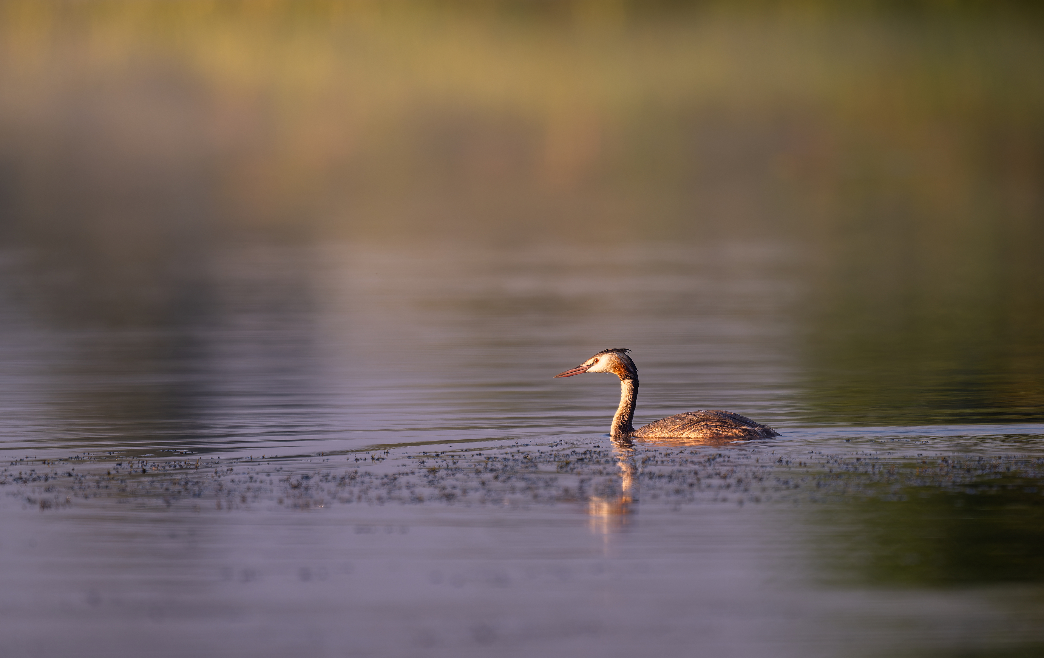 , Ширяев Константин