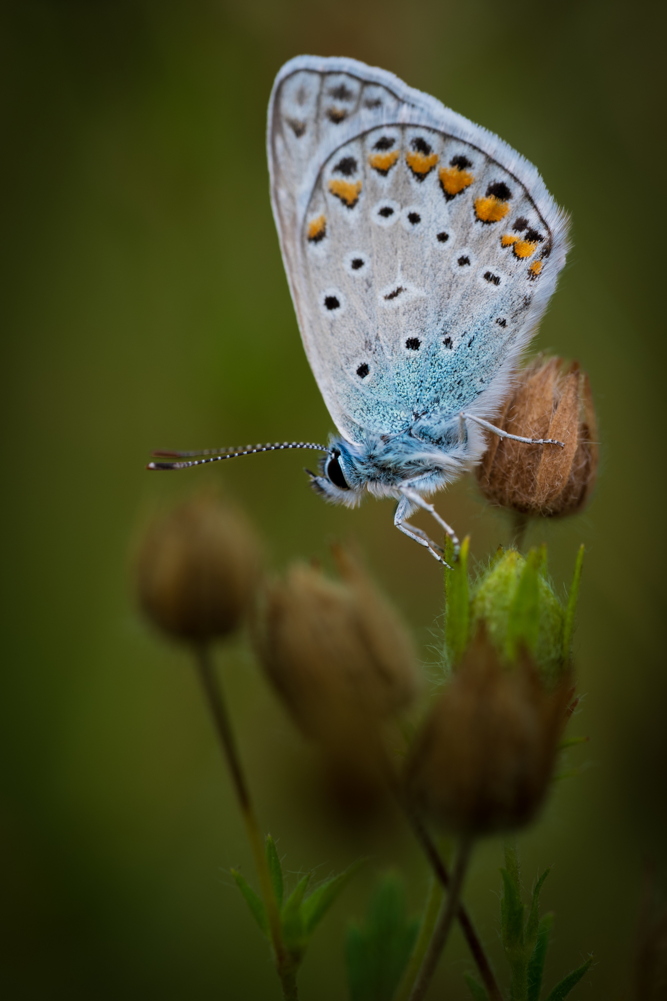 , BESPAMIATNYI Dmitry