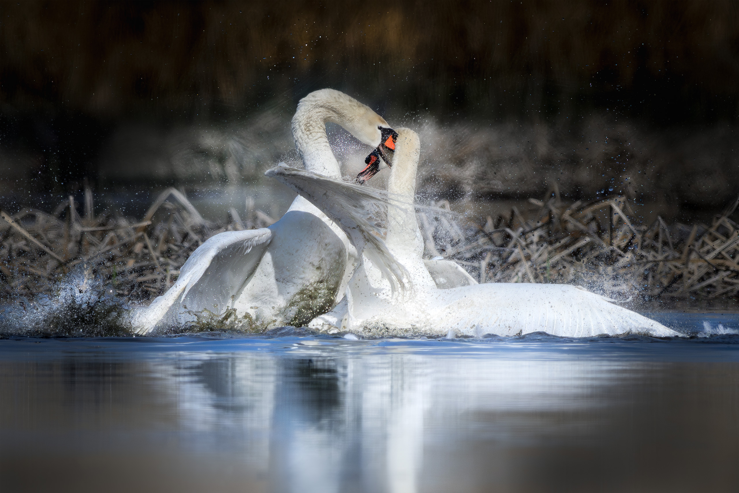 птицы,birdwatching, birds, природа, лебедь, Михаил Ездаков