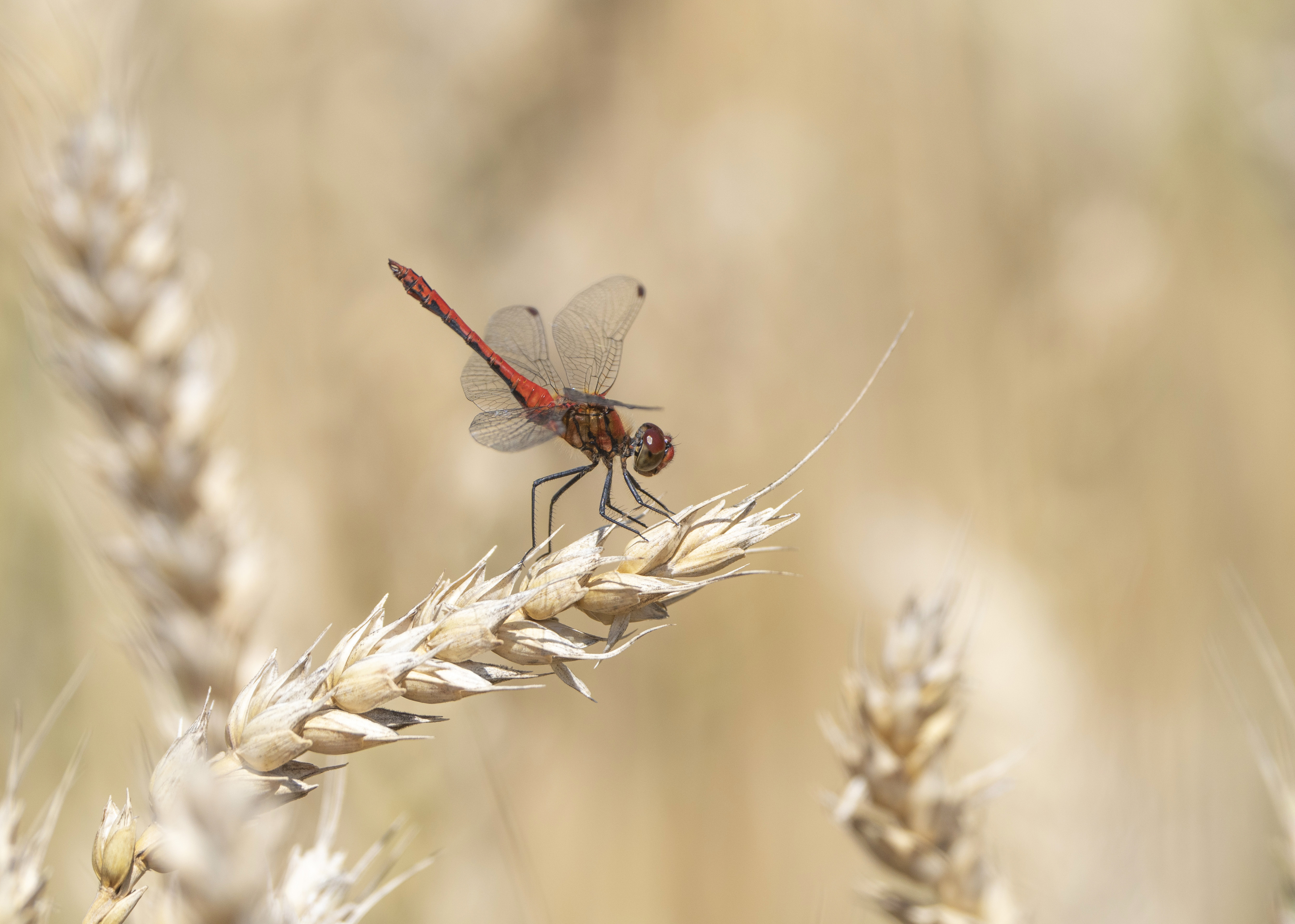 стрекоза ,природа, лето, пшеница, Андрей Киселёв