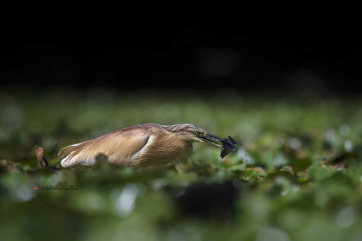 птица, цапля, жёлтая цапля, фотоохота, природа, Медведева Светлана