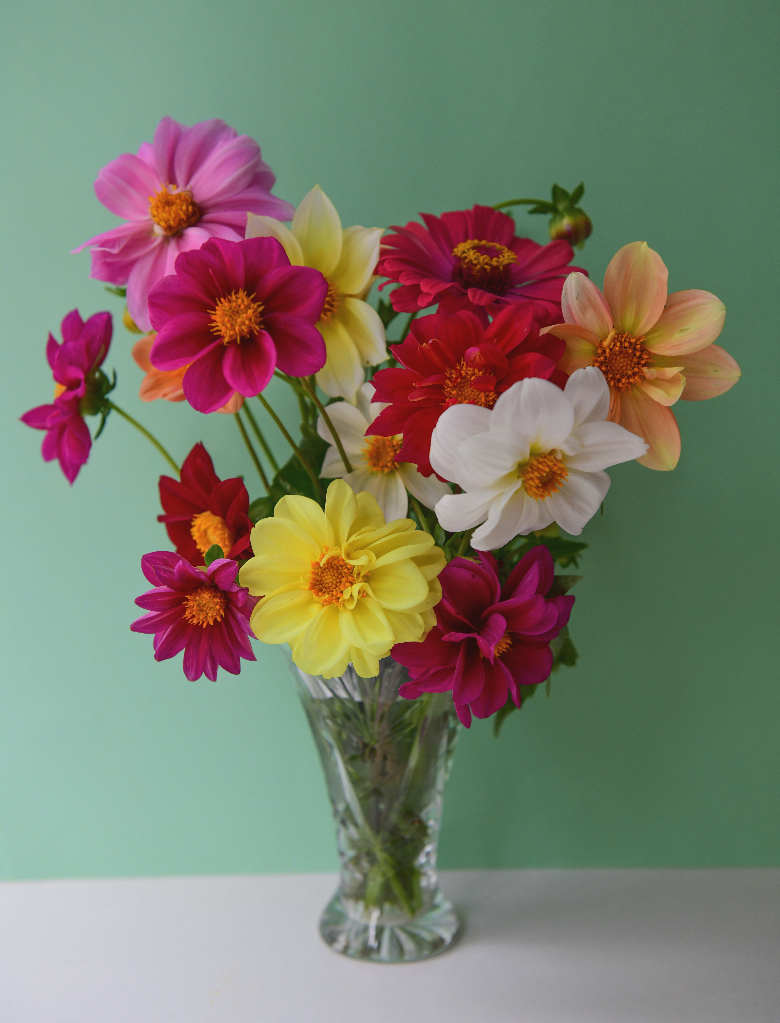 , Божена Пучко