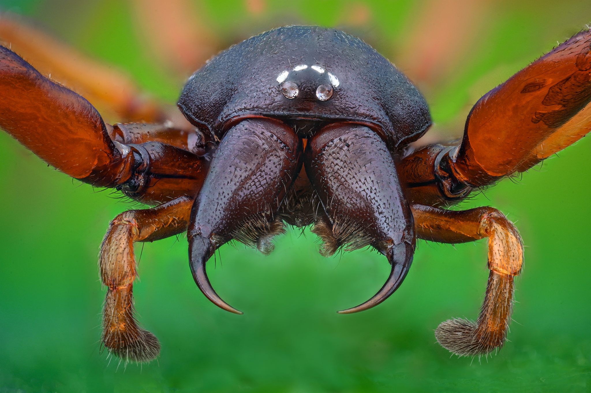 ceclii, macro, Ganev Tsvetan