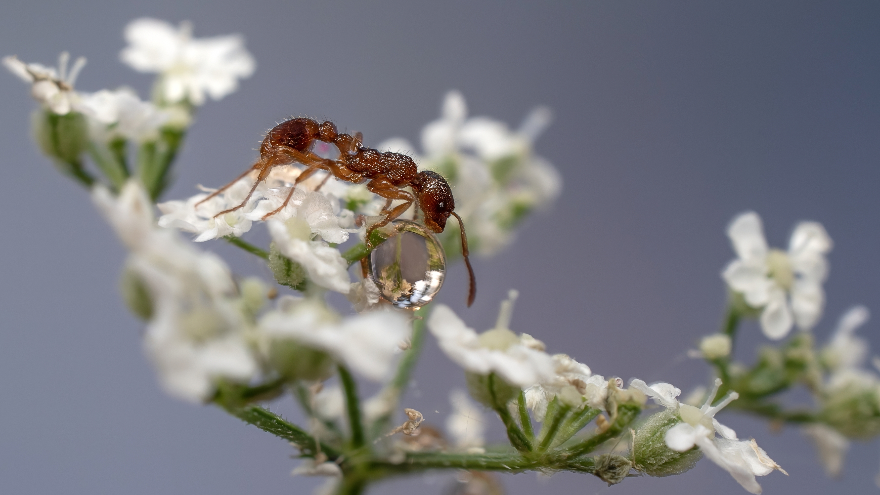 , Людмила Железнова