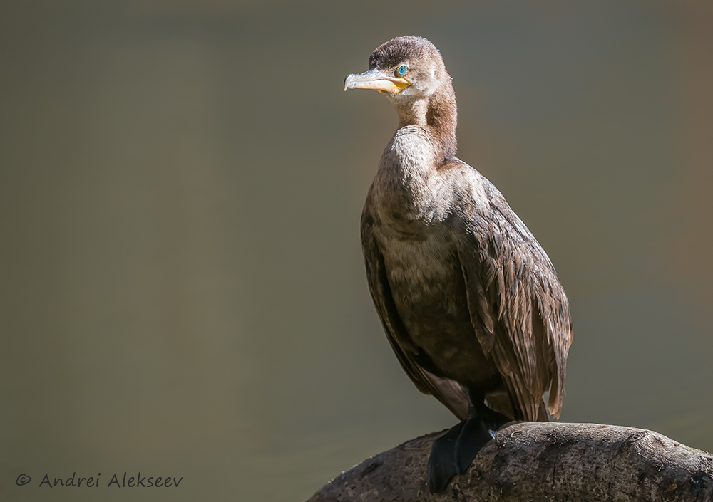 , Андрей Алексеев