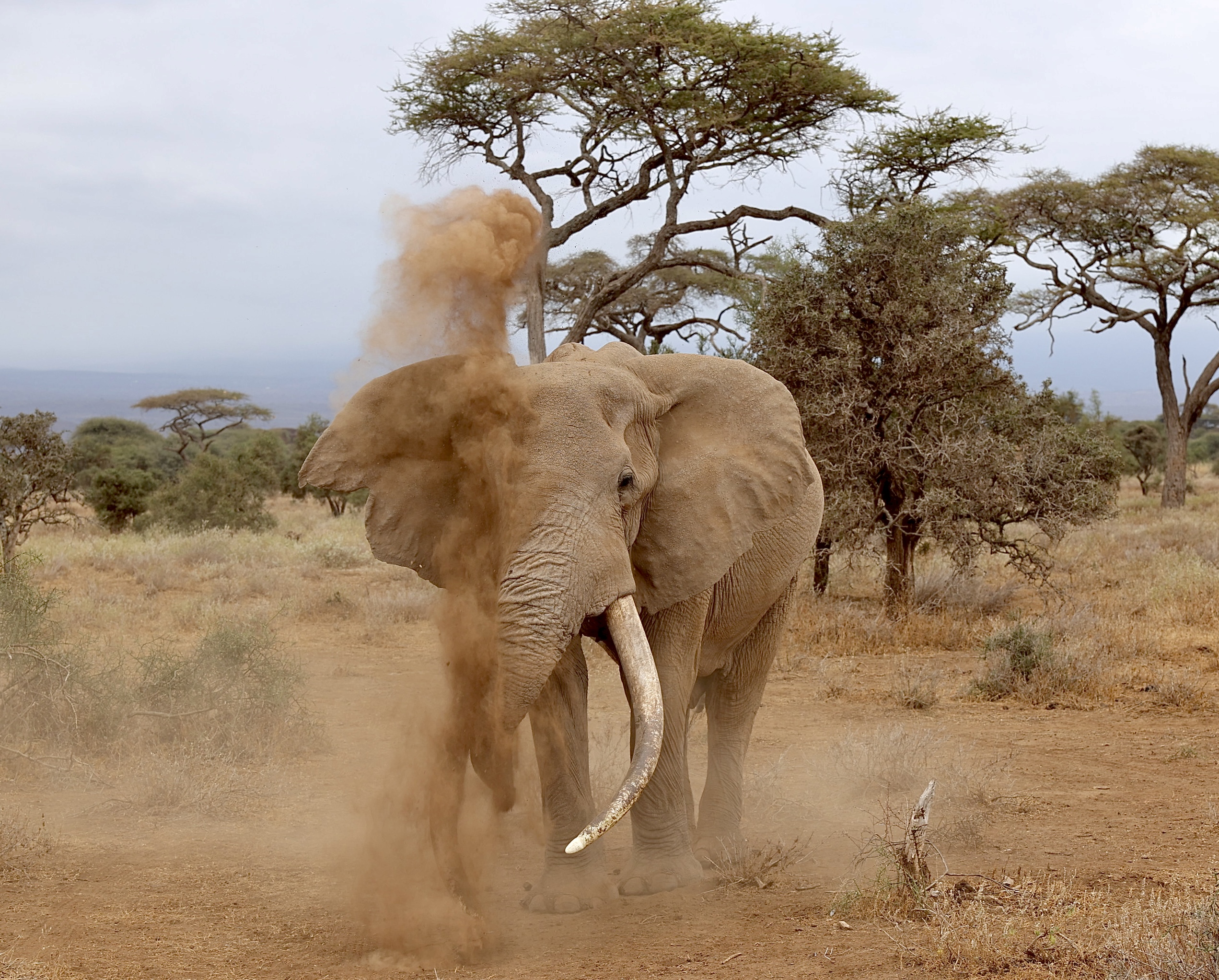 , Голубков Леонид