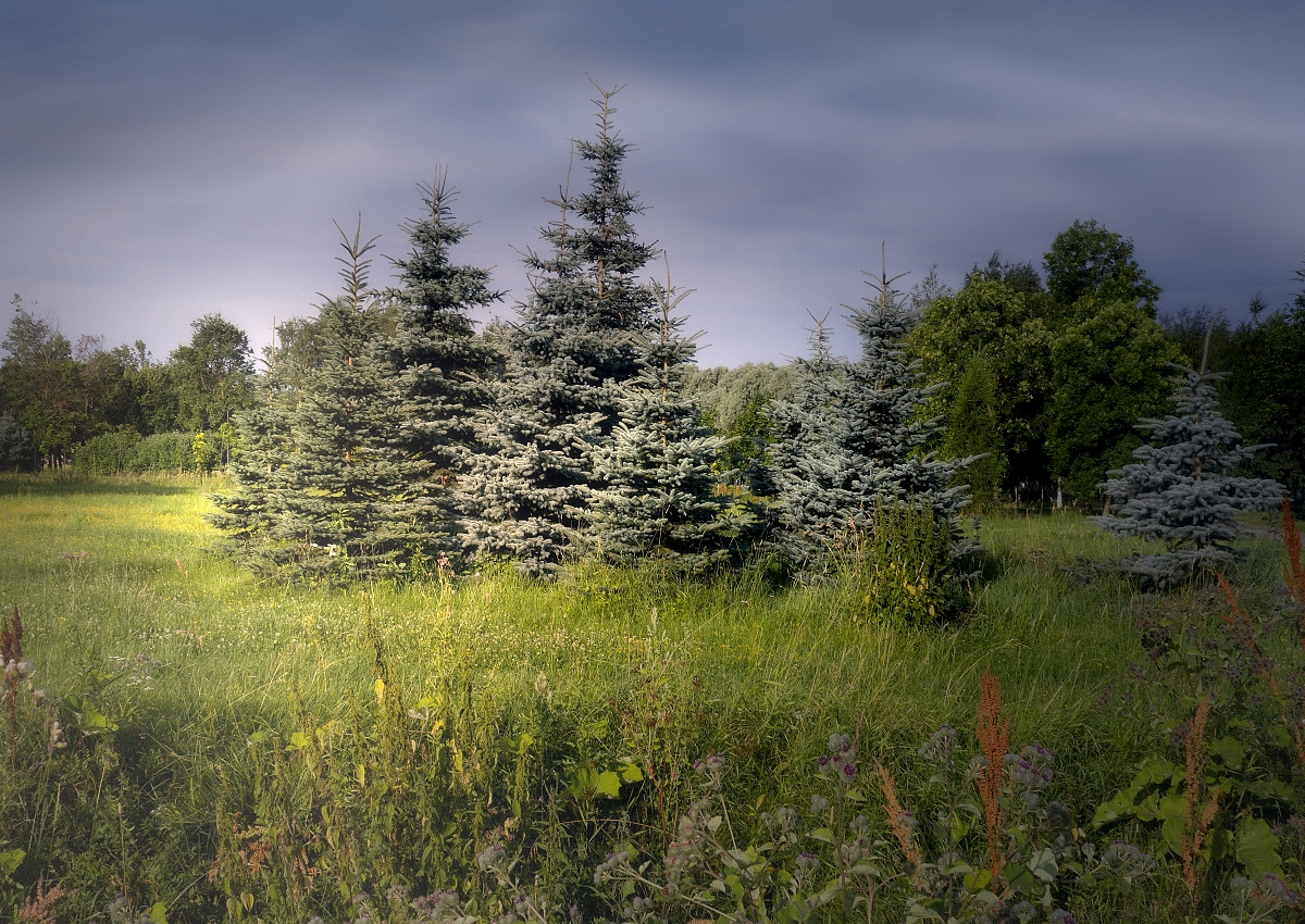 пейзаж, природа, лето, ёлки, небо, светотени, DX