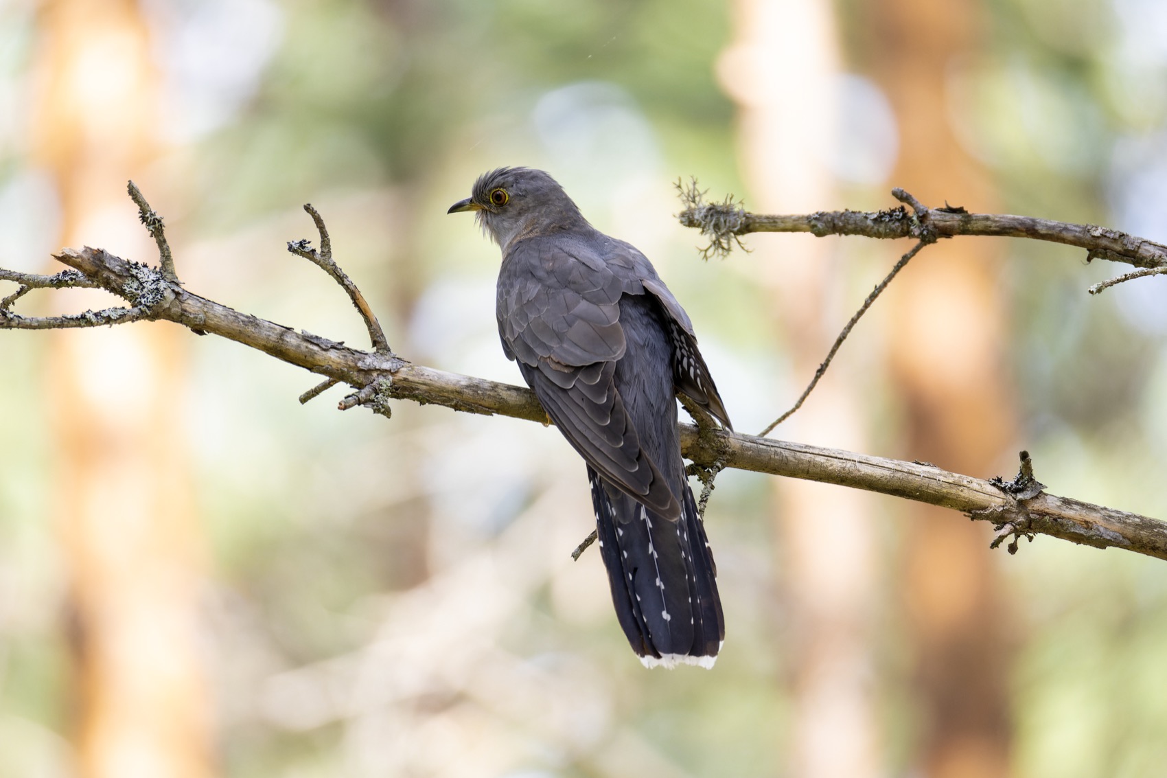 кукушка, птицы, Руслан Pl