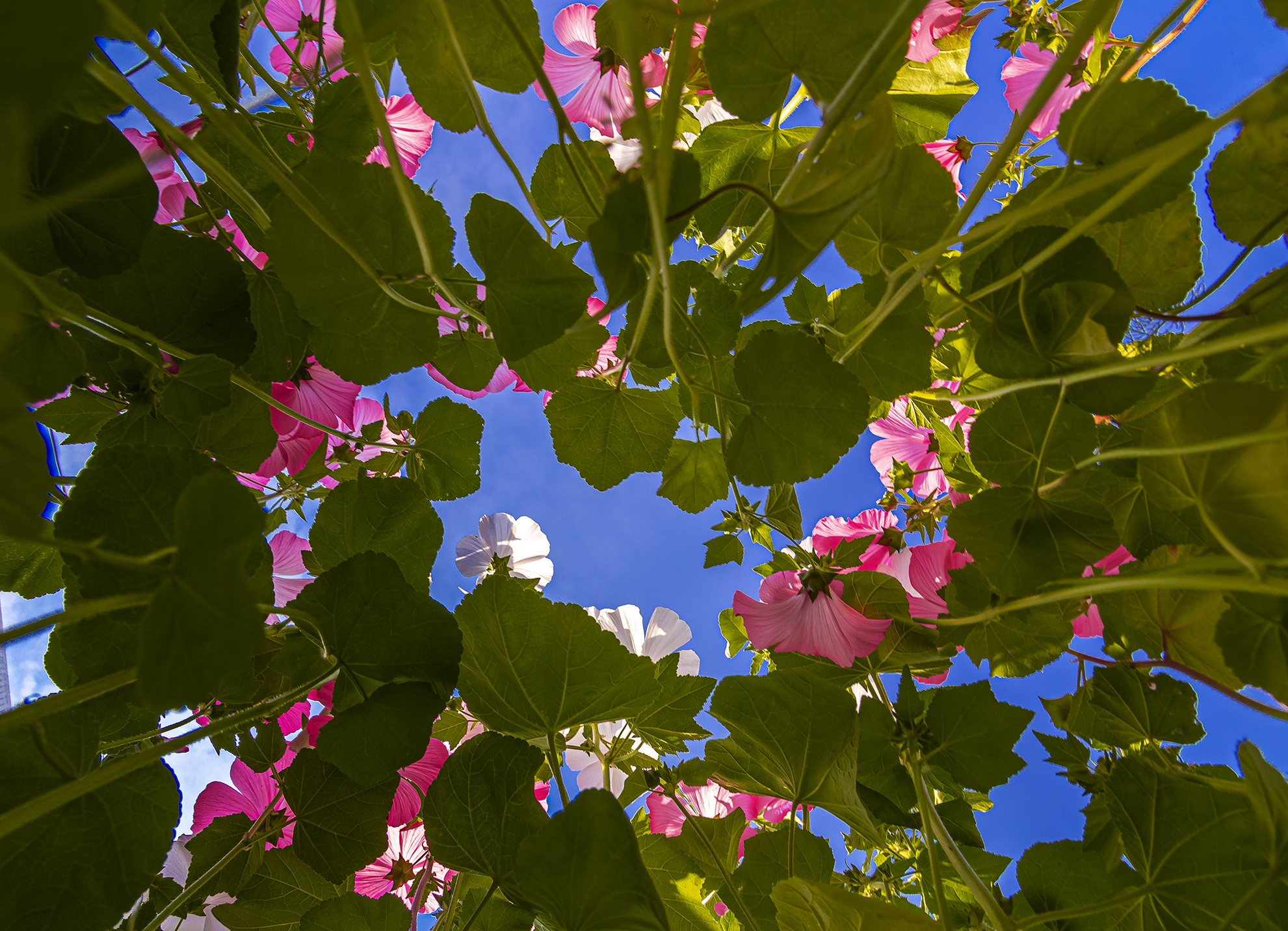 , Анкудинов Леонид