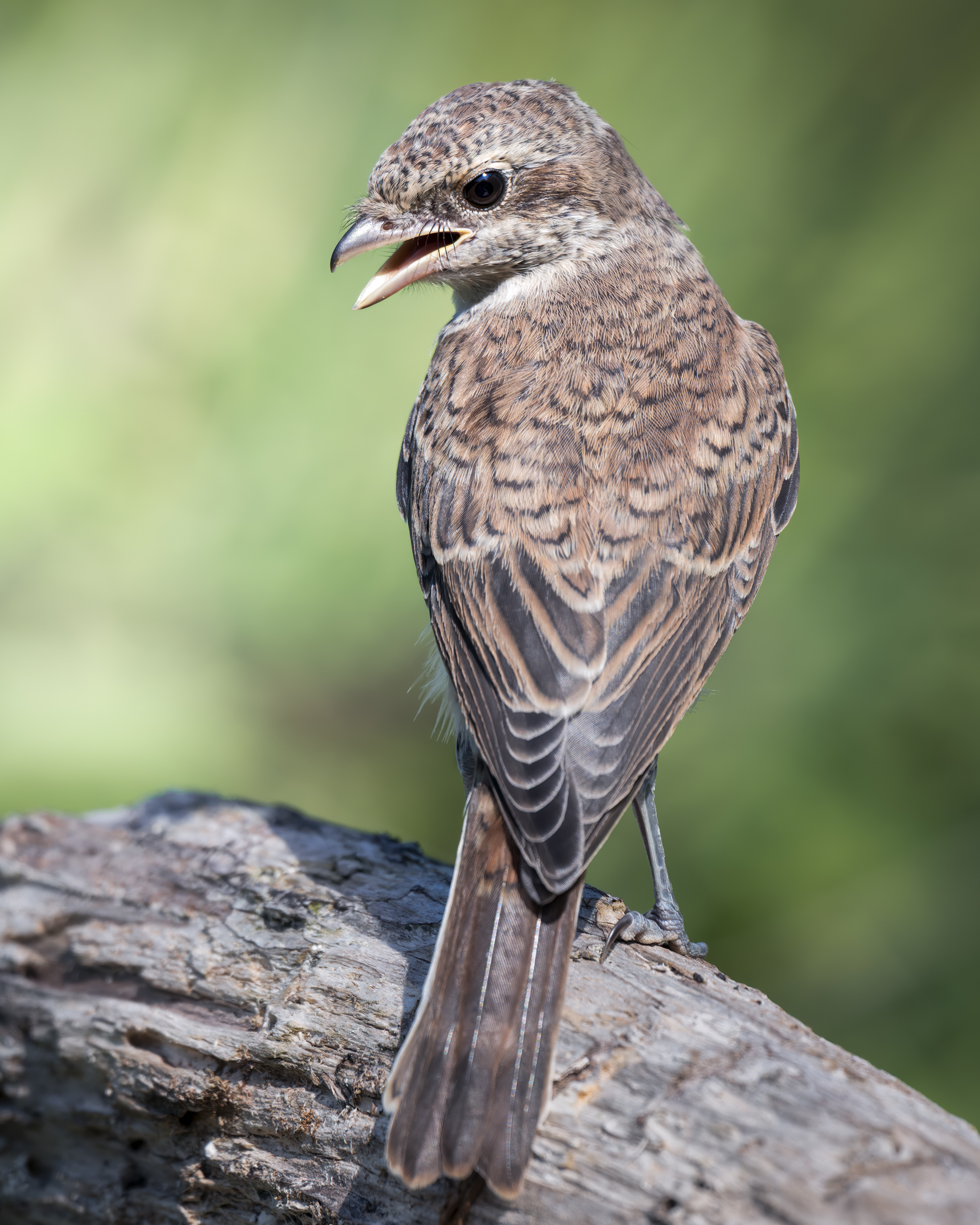 , Поляков Михаил