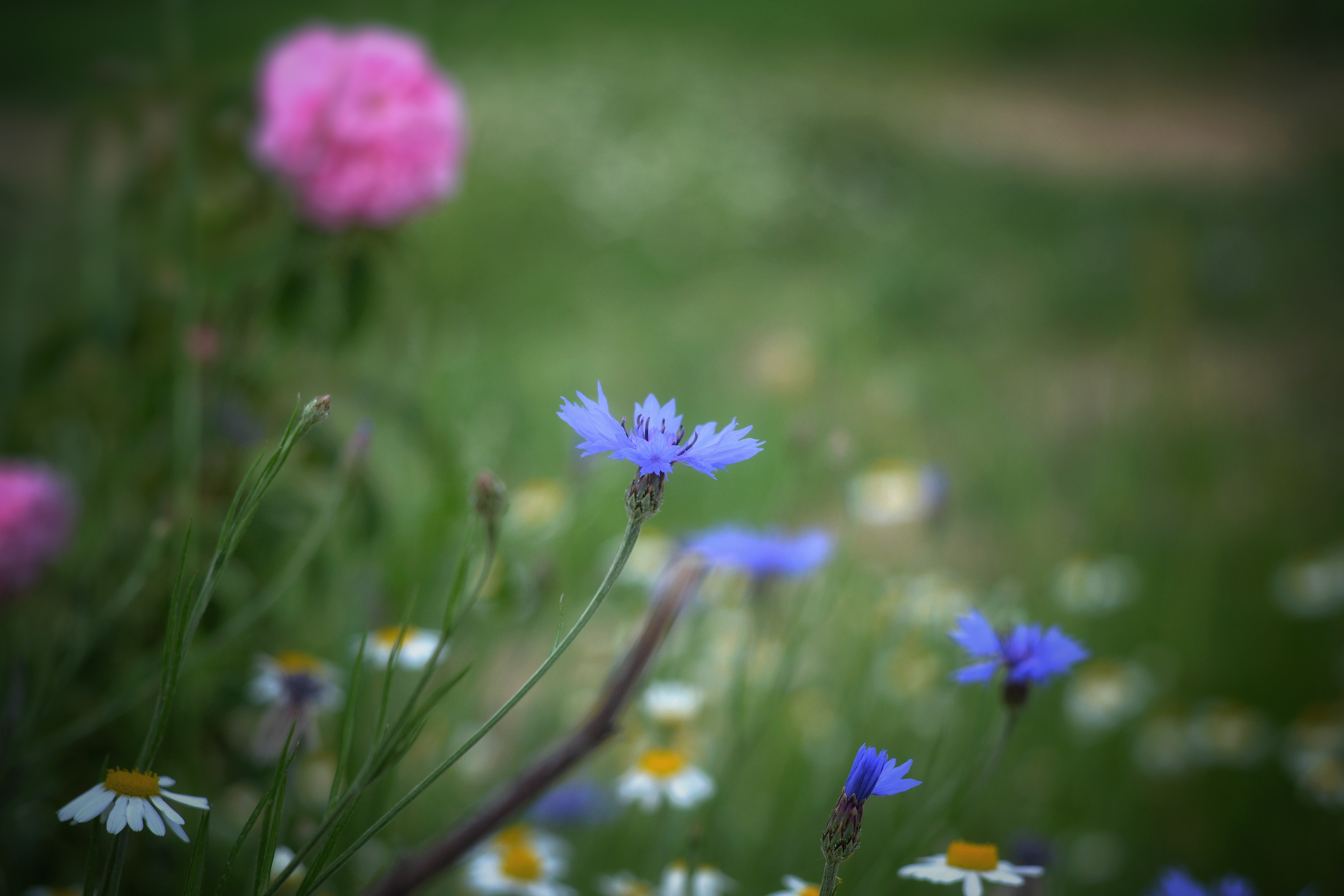 , Юлияна Стоянова