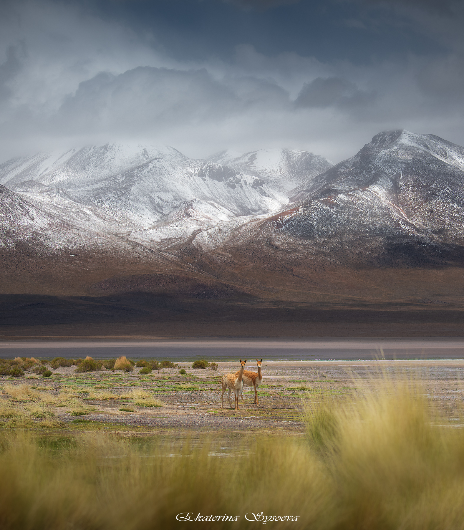 , Екатерина Сысоева