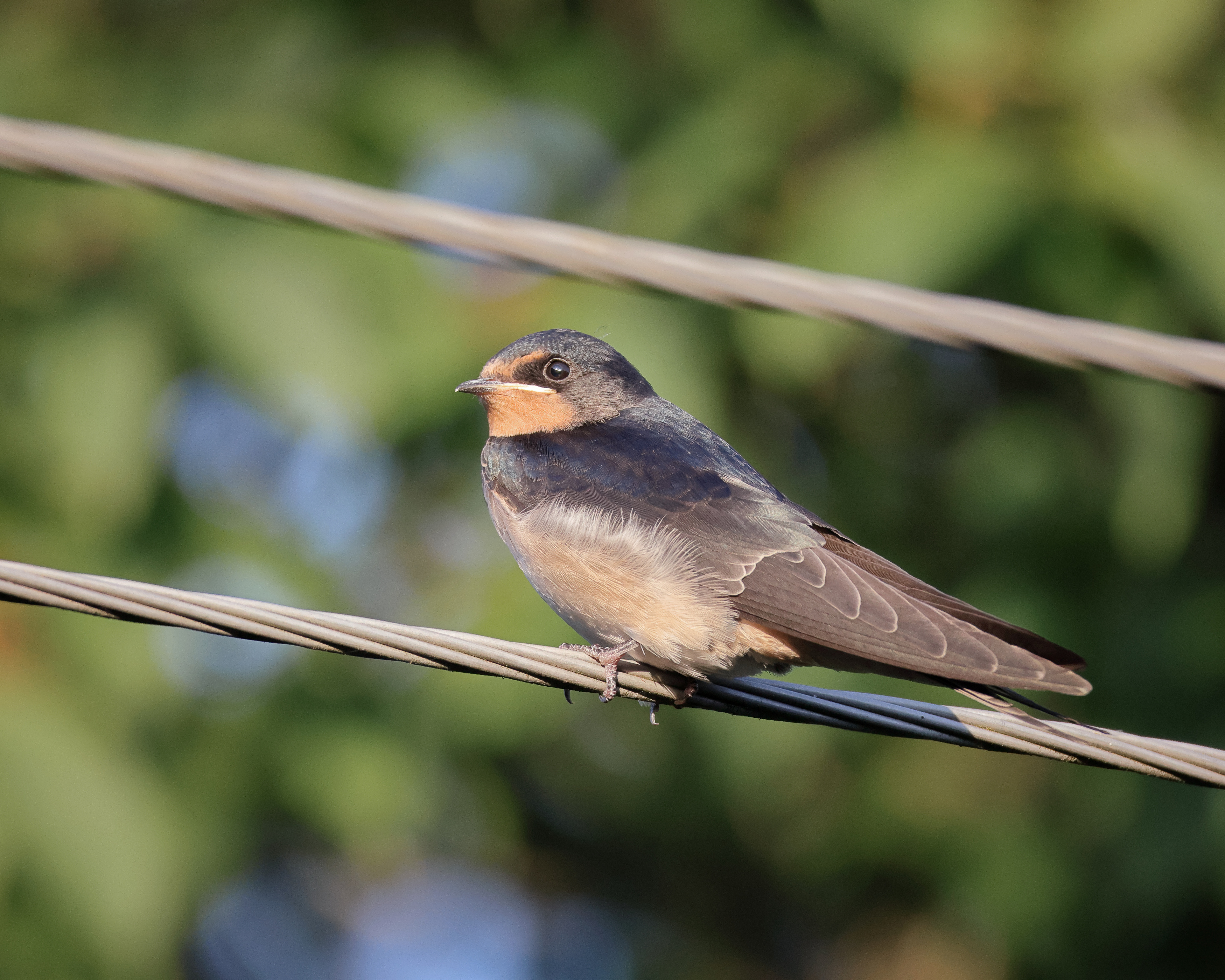 птицы, природа, фотоохота, ласточки, Александр Титов