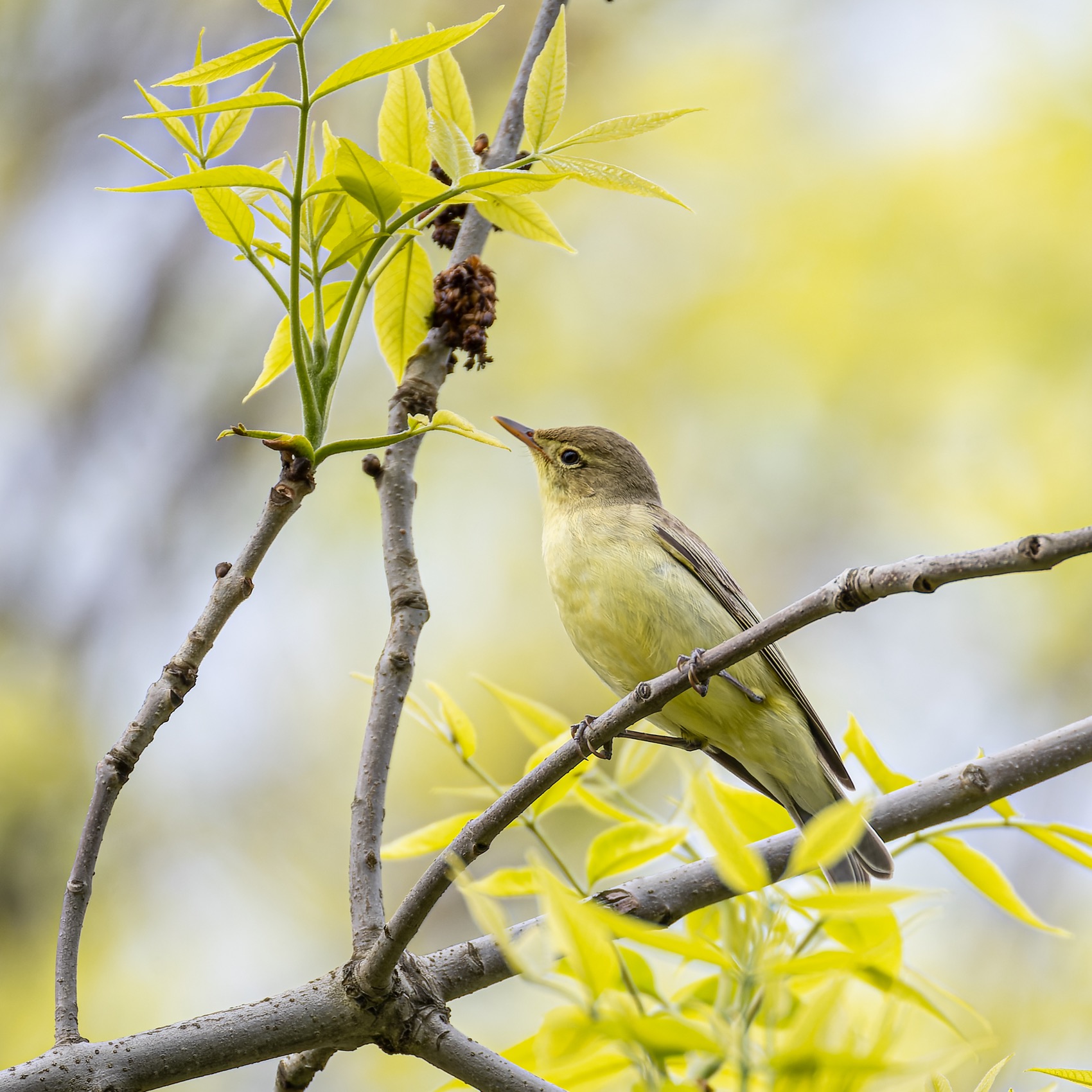 пеночка, пересмешка, птицы, зеленая пересмешка, Руслан Pl