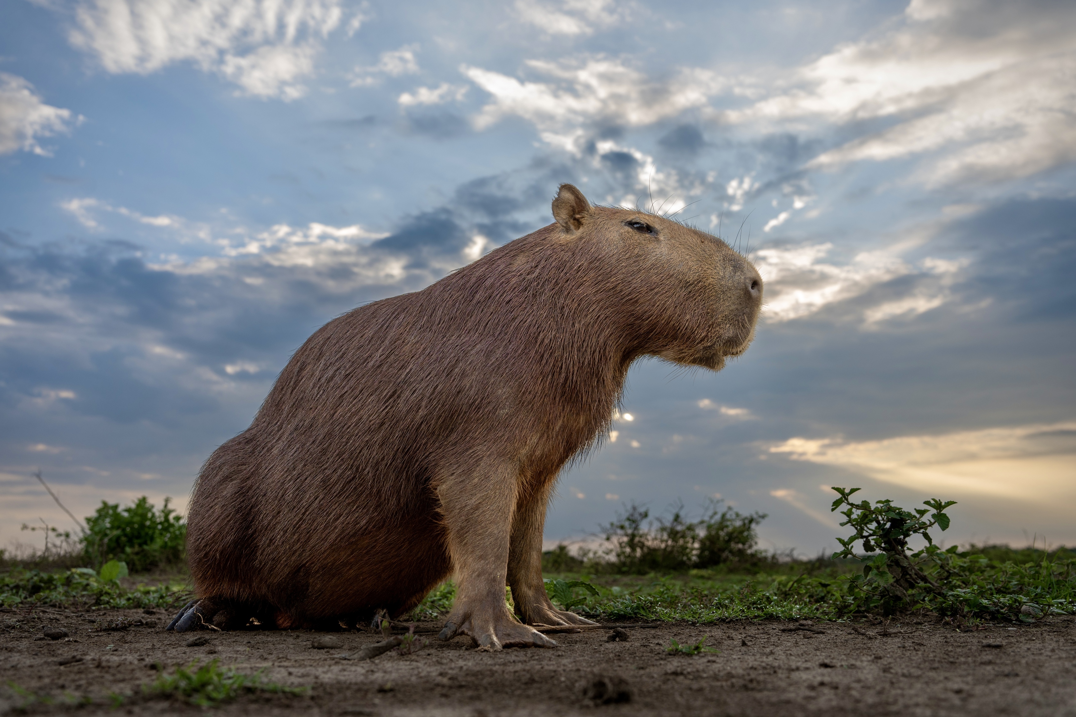 , Владимир Цветов