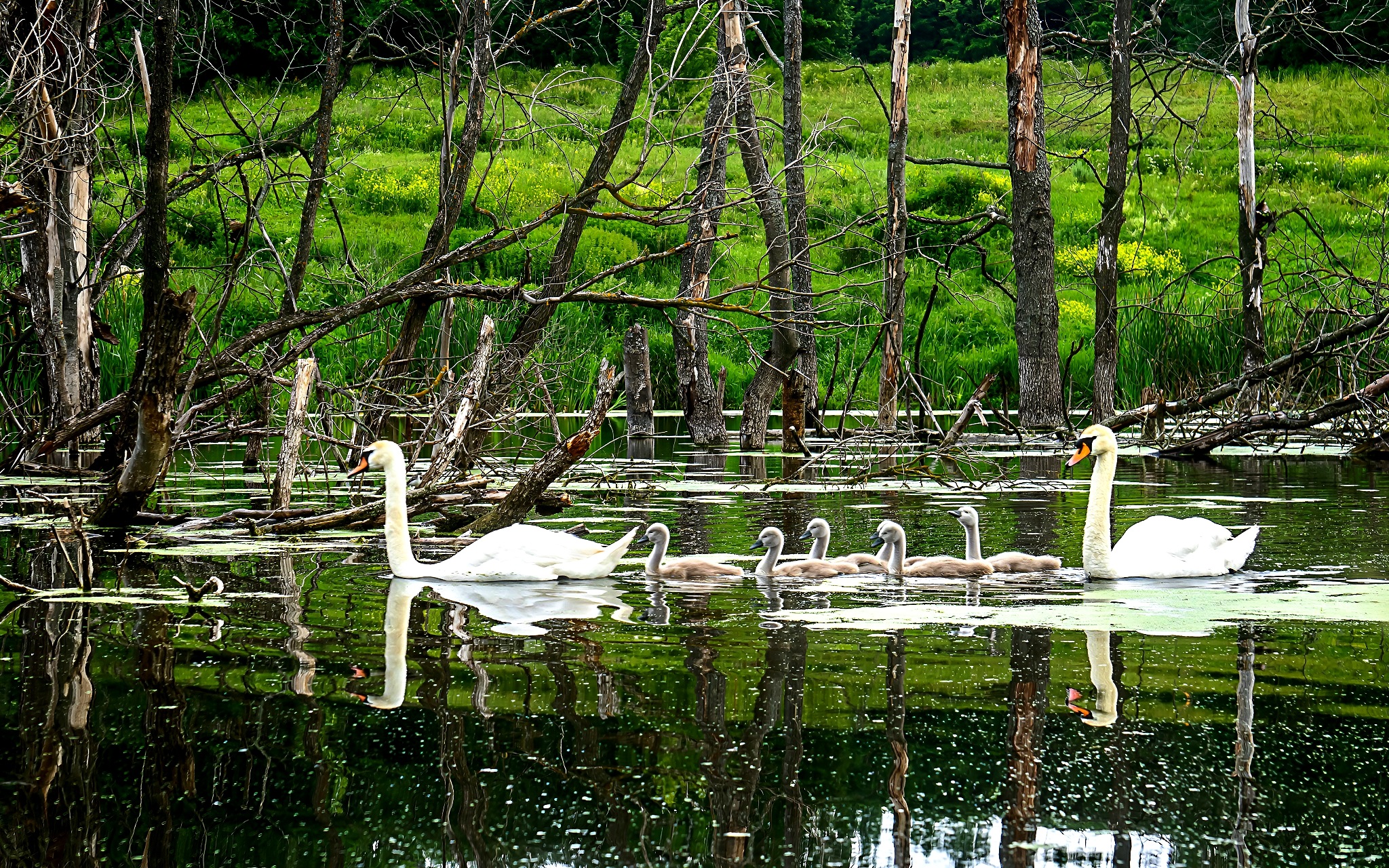 , Николай Бологов