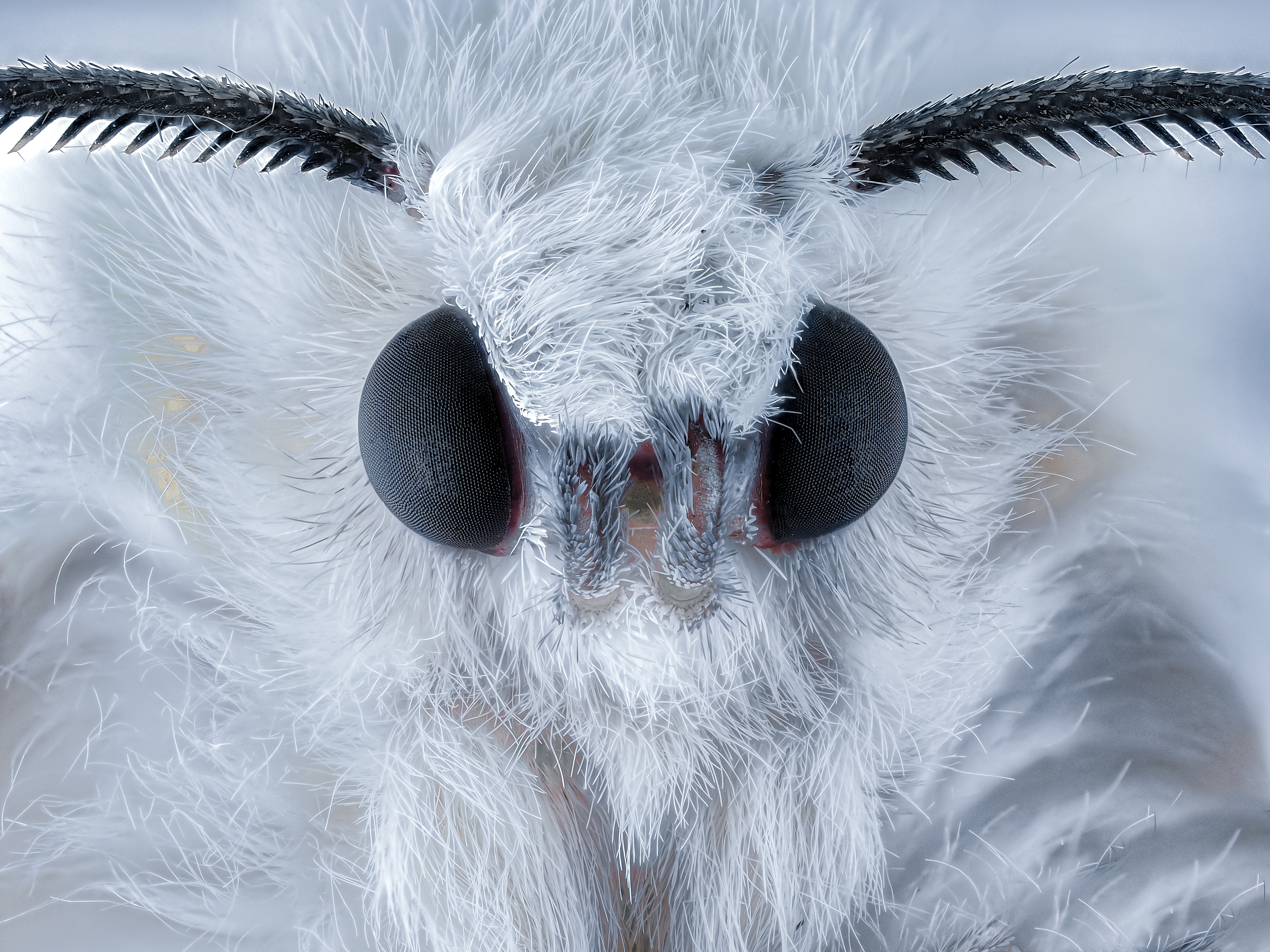 , Олег Савицкий