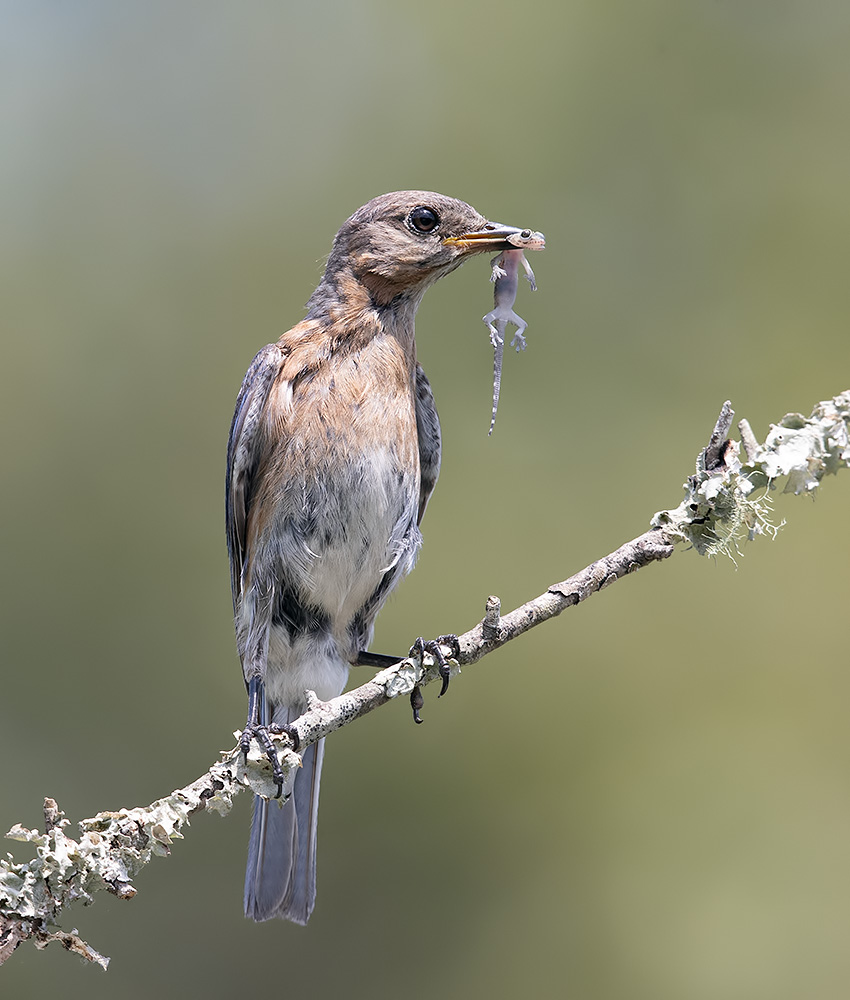 восточная сиалия, eastern bluebird,bluebird, Etkind Elizabeth