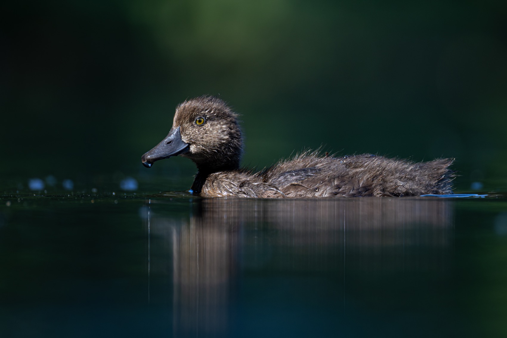 нырок, хохлатая чернеть, утка, птицы, утенок, Руслан Pl