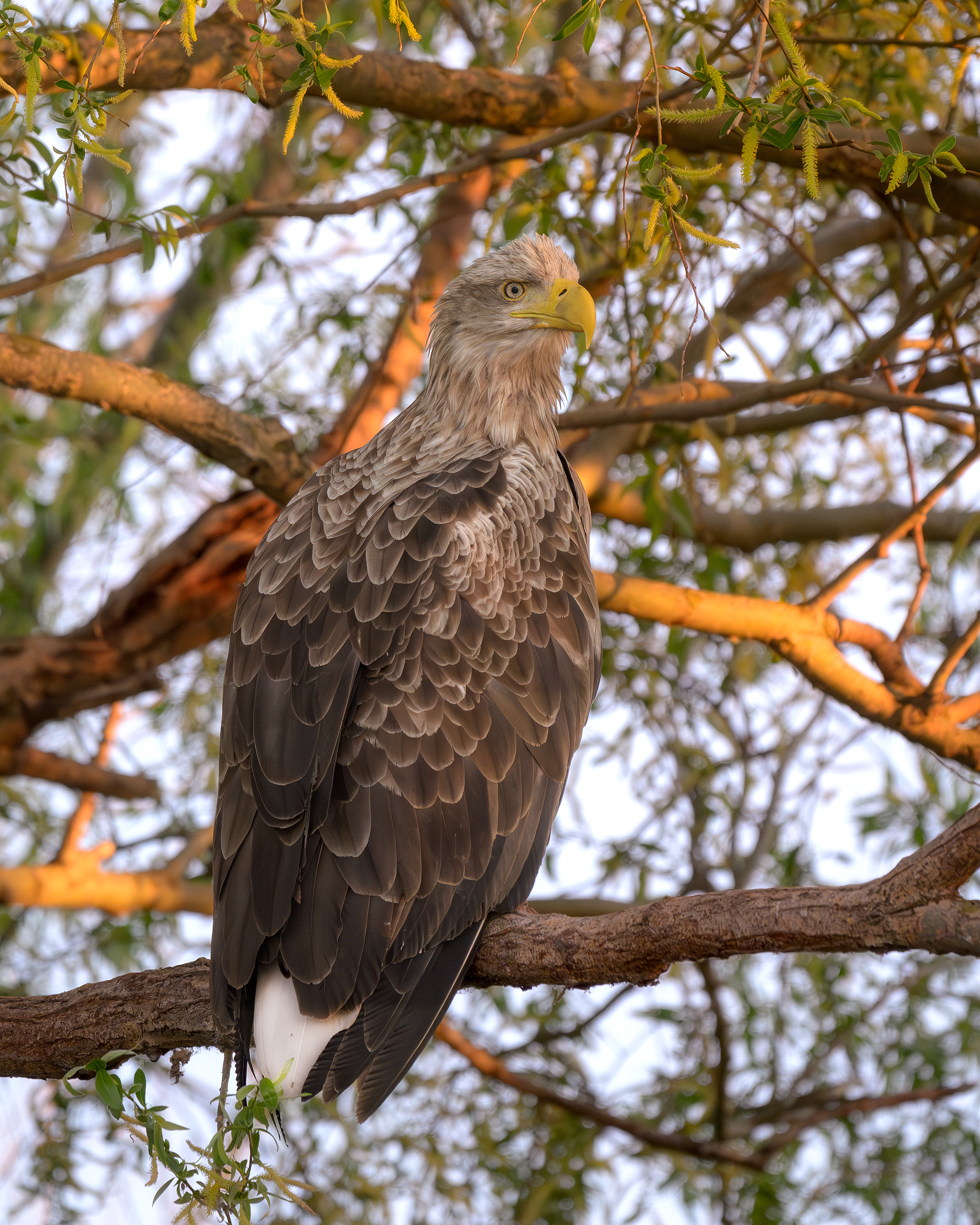 птицы, полёт, природа, орлан, белохвост, хищник, birdwatching, birds, Михаил Ездаков