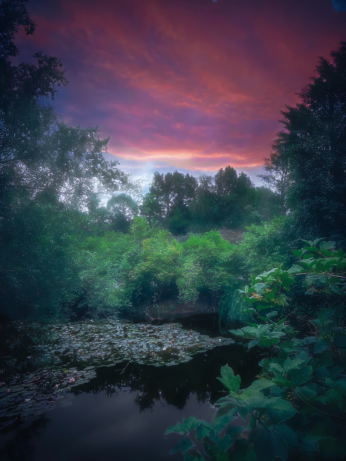пейзаж, landscape, nature, природа, лето, summer, forest, лес, закат, sunset, Julia Kaissa
