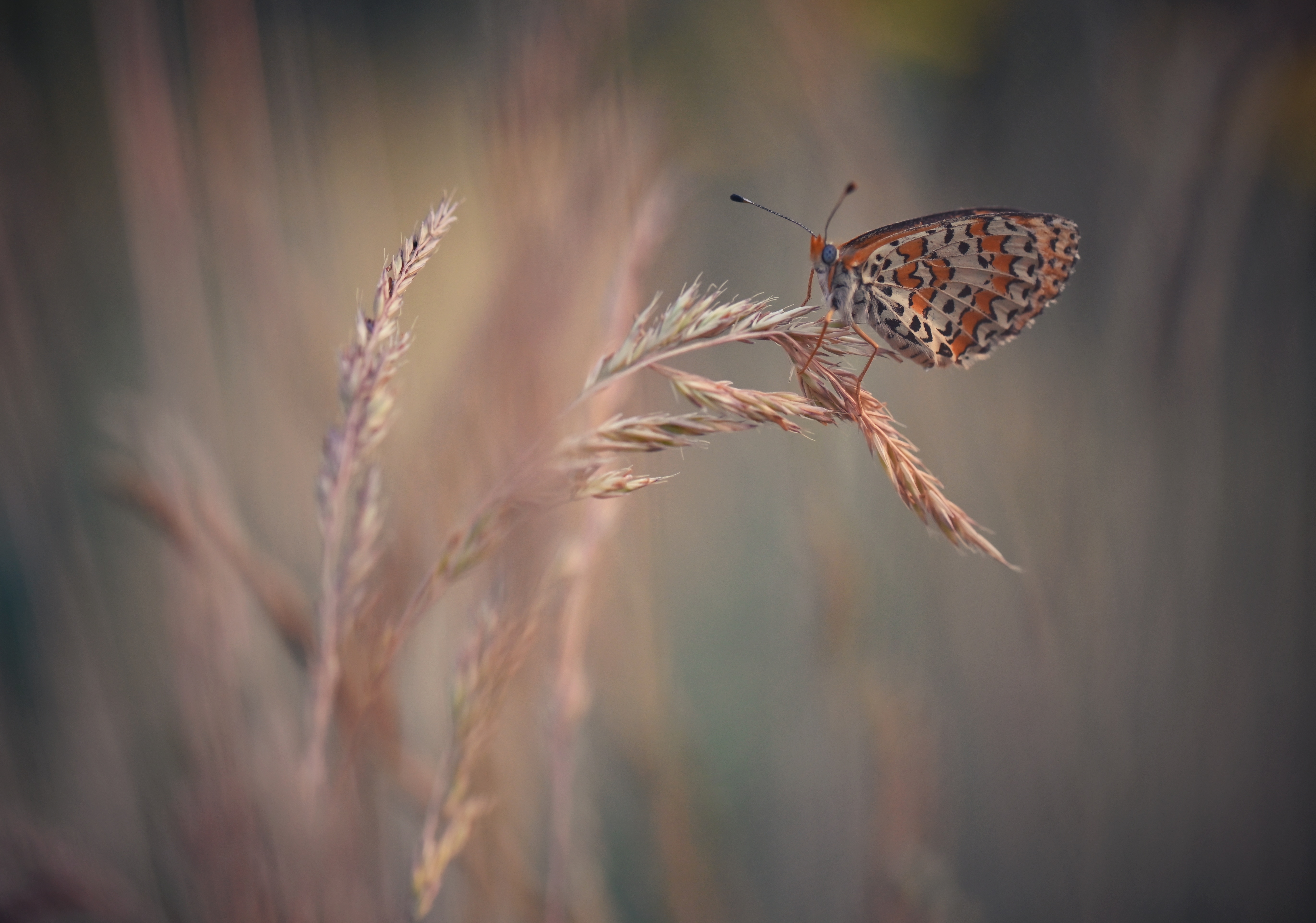 , Герчев Николай