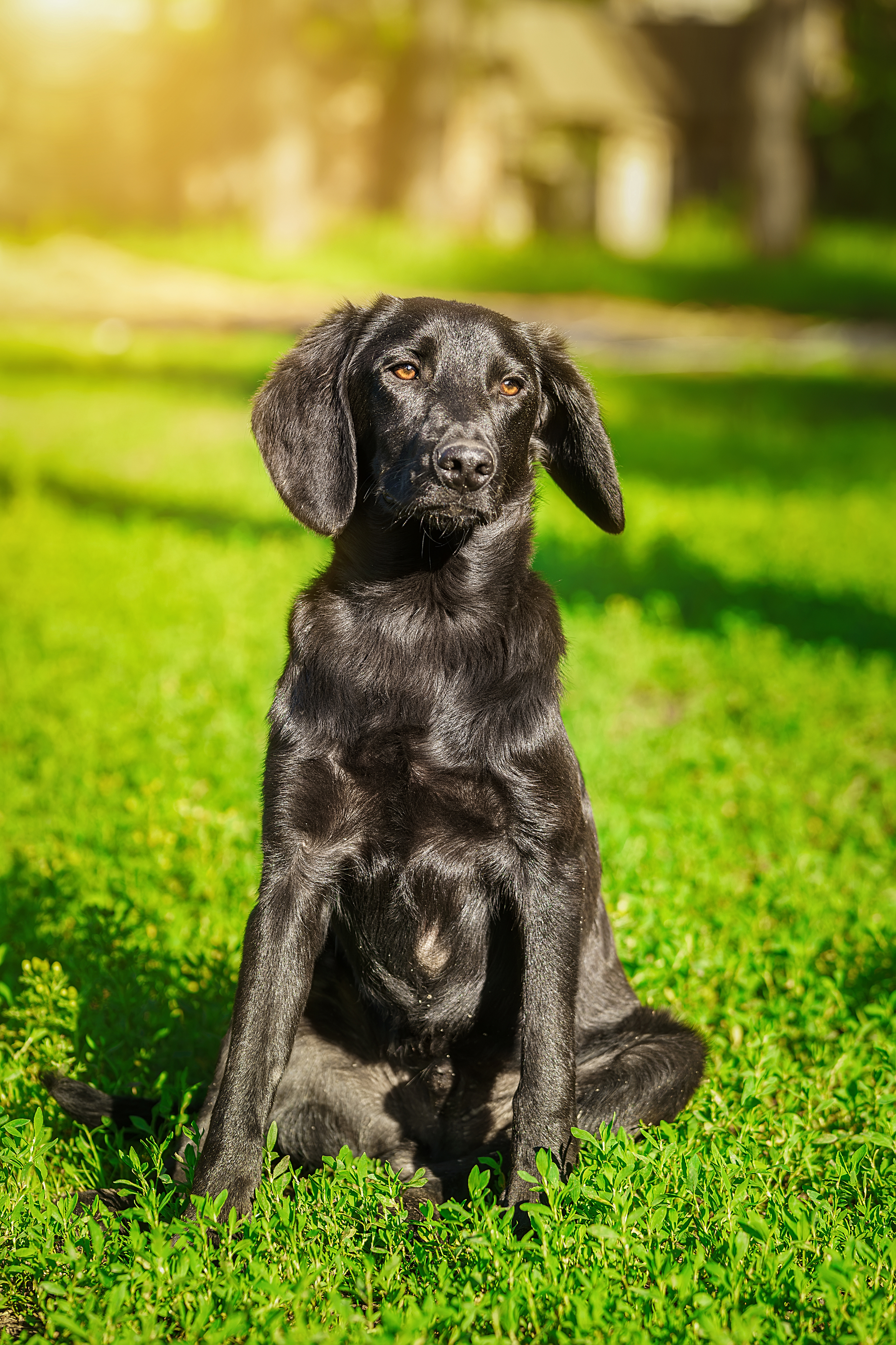 , Корнеев Алексей
