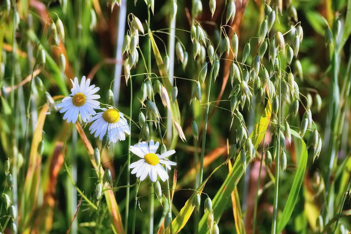, Сергей Клапишевский