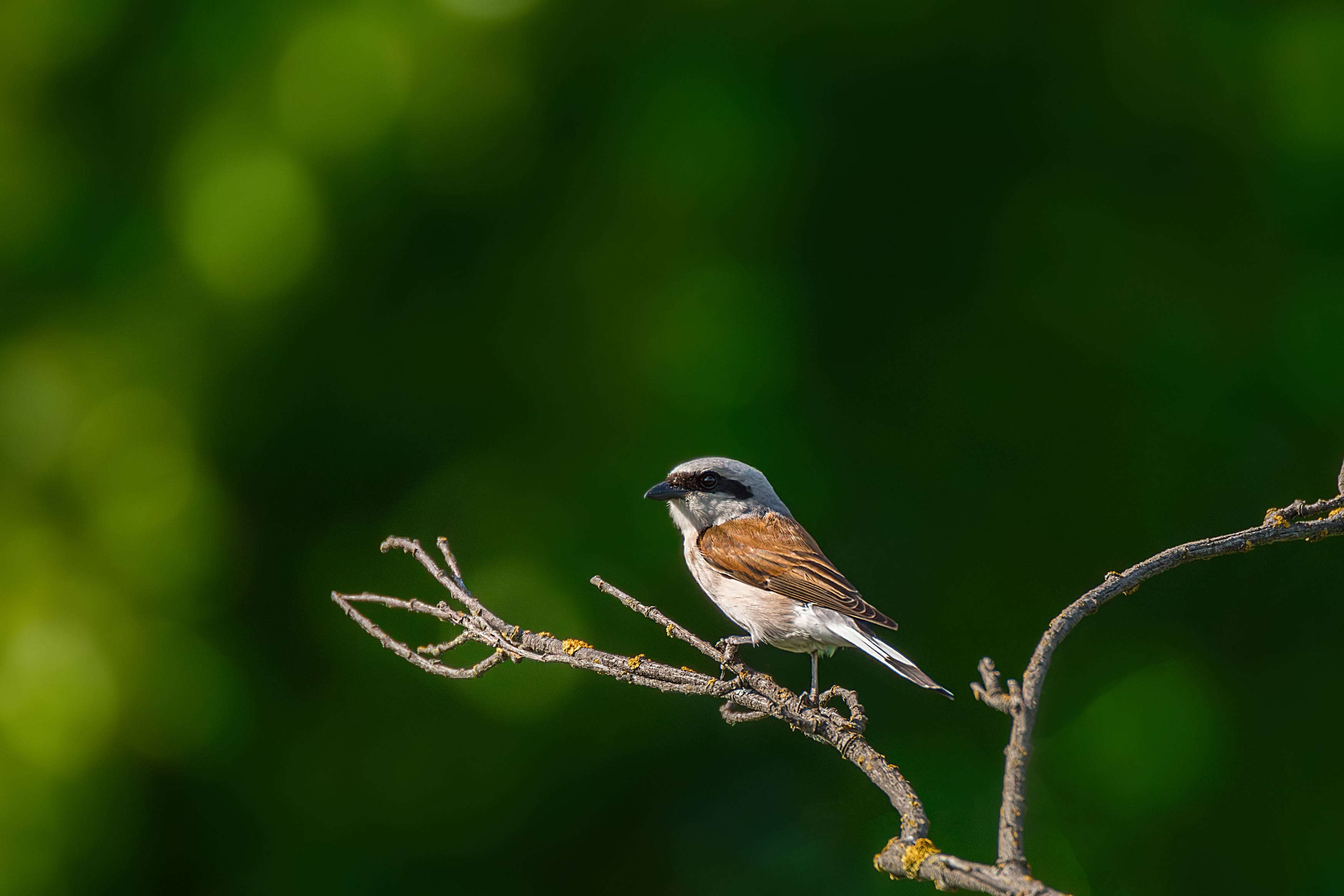 , Корнеев Алексей