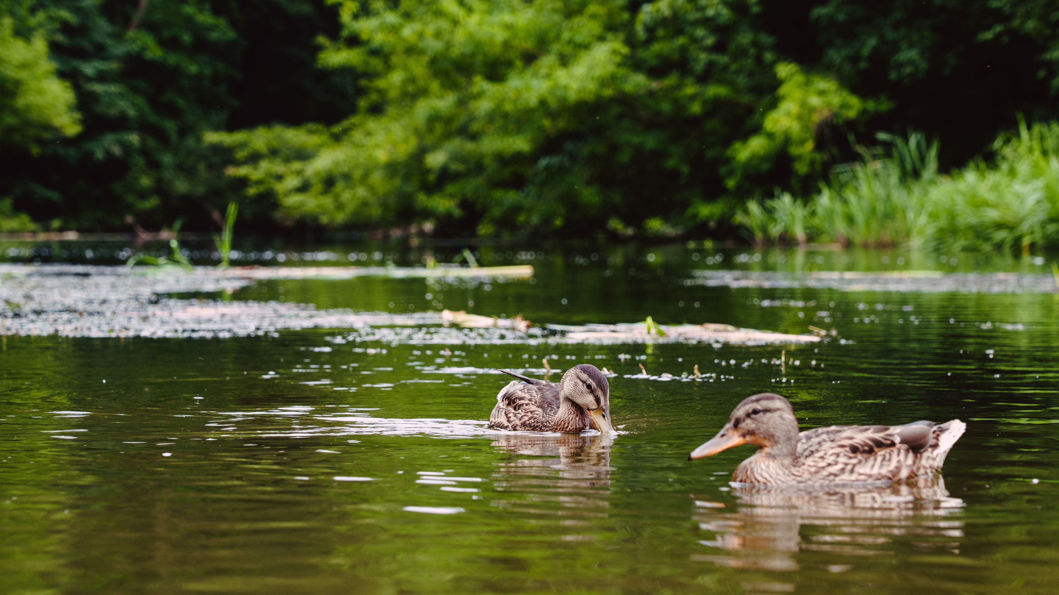 , Вертиков Юрий