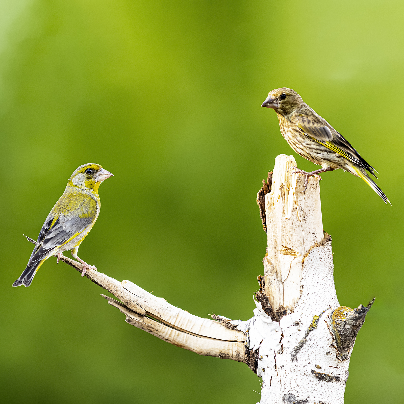 природа, Валерий Черняк