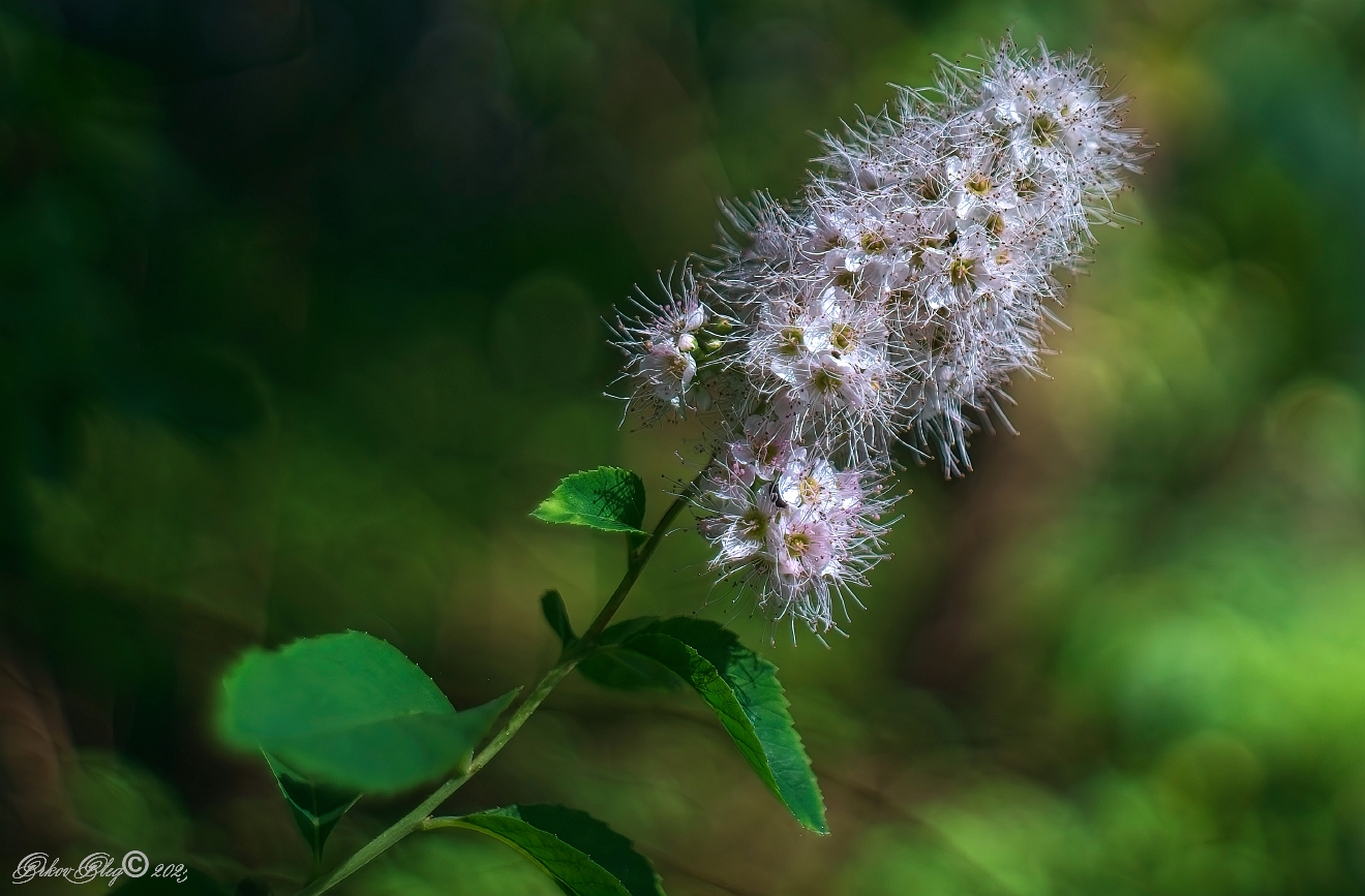 , Орлов Олег