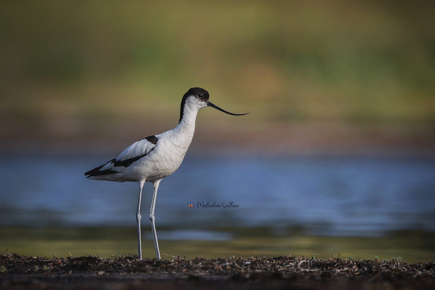 птица, шилоклювка, фотоохота, Медведева Светлана