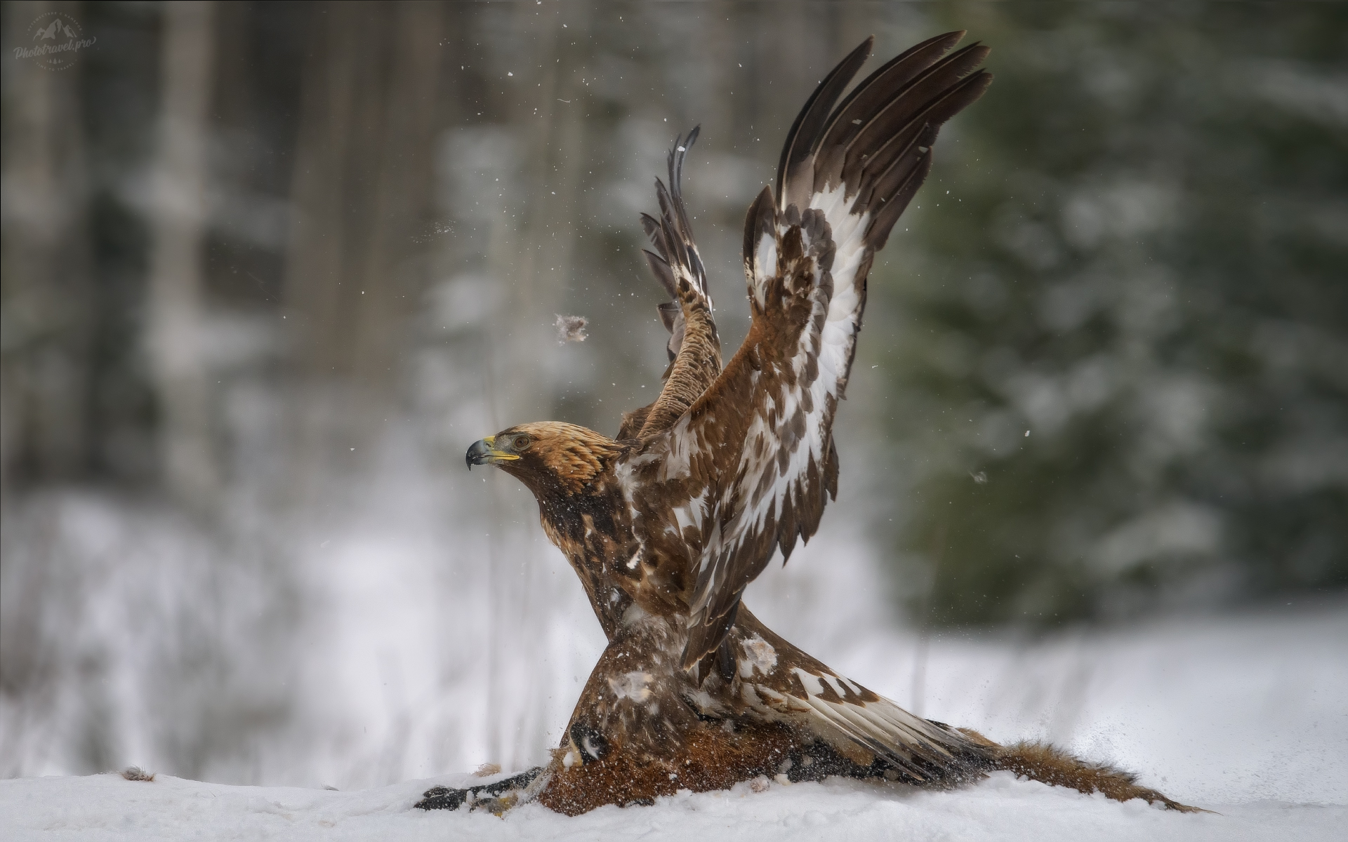 беркут, golden eagle, съемка беркута, заказник красный бор, фототур в красный бор, фотоохота в красном бору, phototravel.pro, фототуры 2026, беркут и лиса, лиса, Влад Соколовский