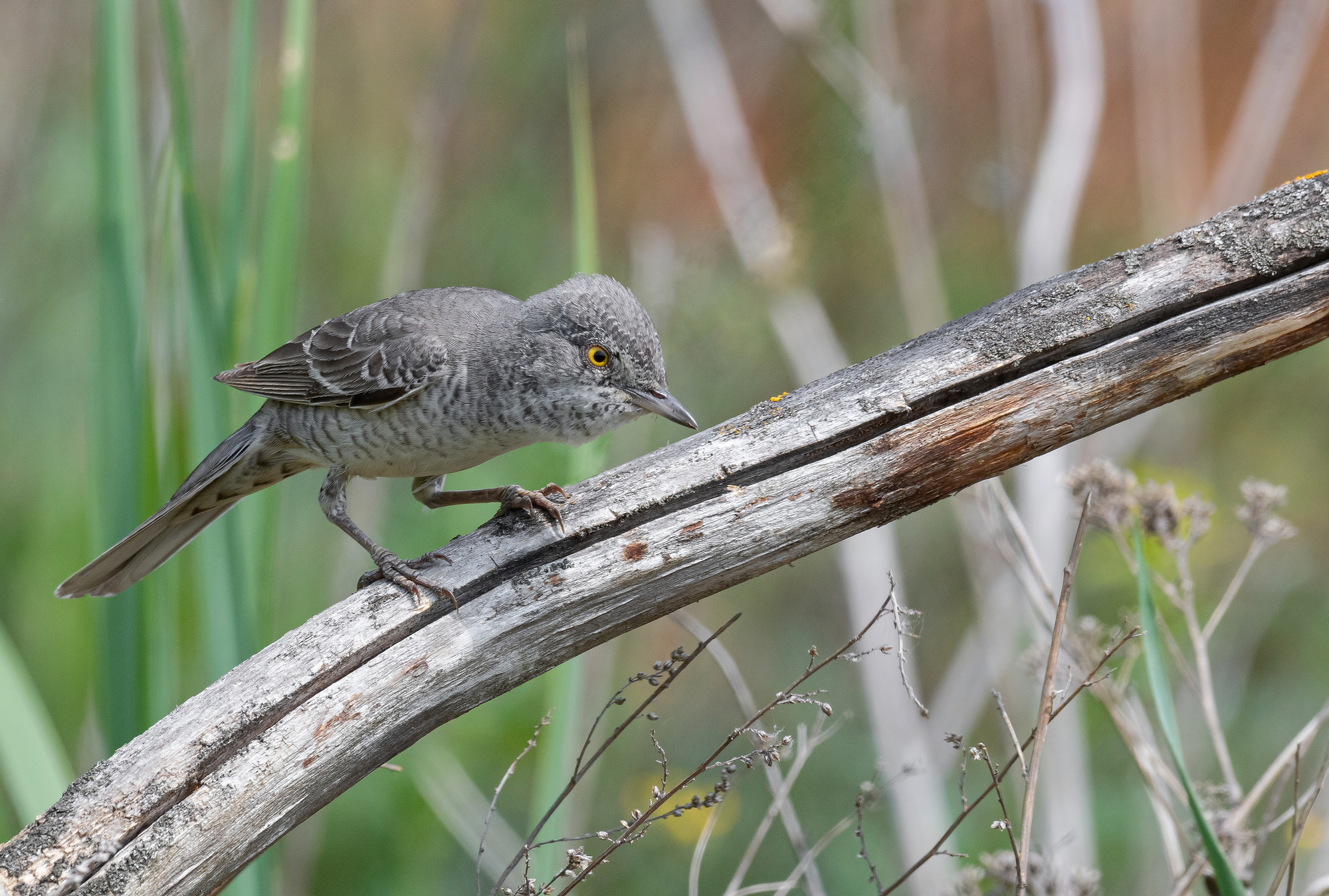 ястребиная славка, птицы, весна, лето, фотоохота, Сигушин Руслан