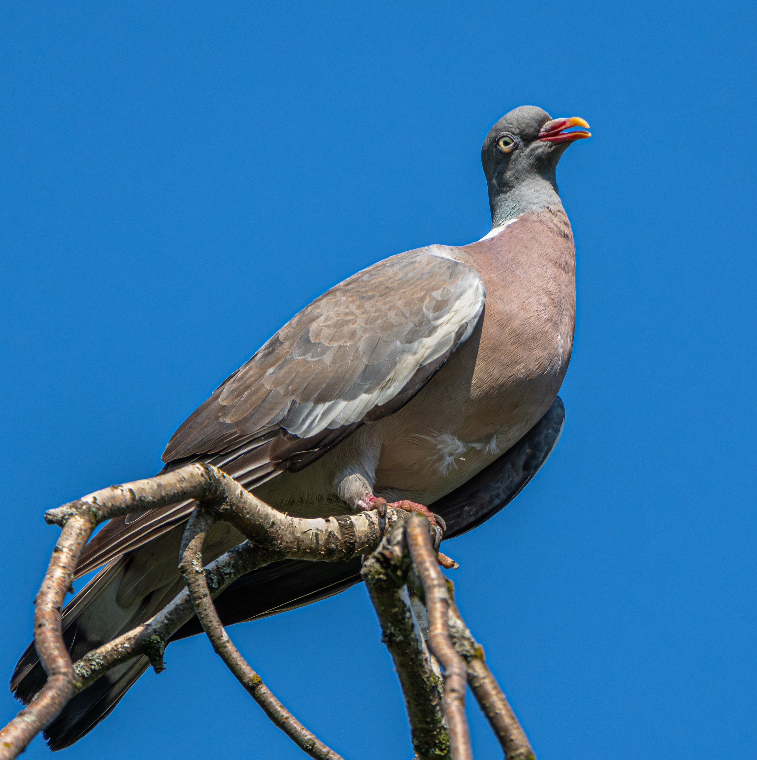 , Курлянцев Алексей