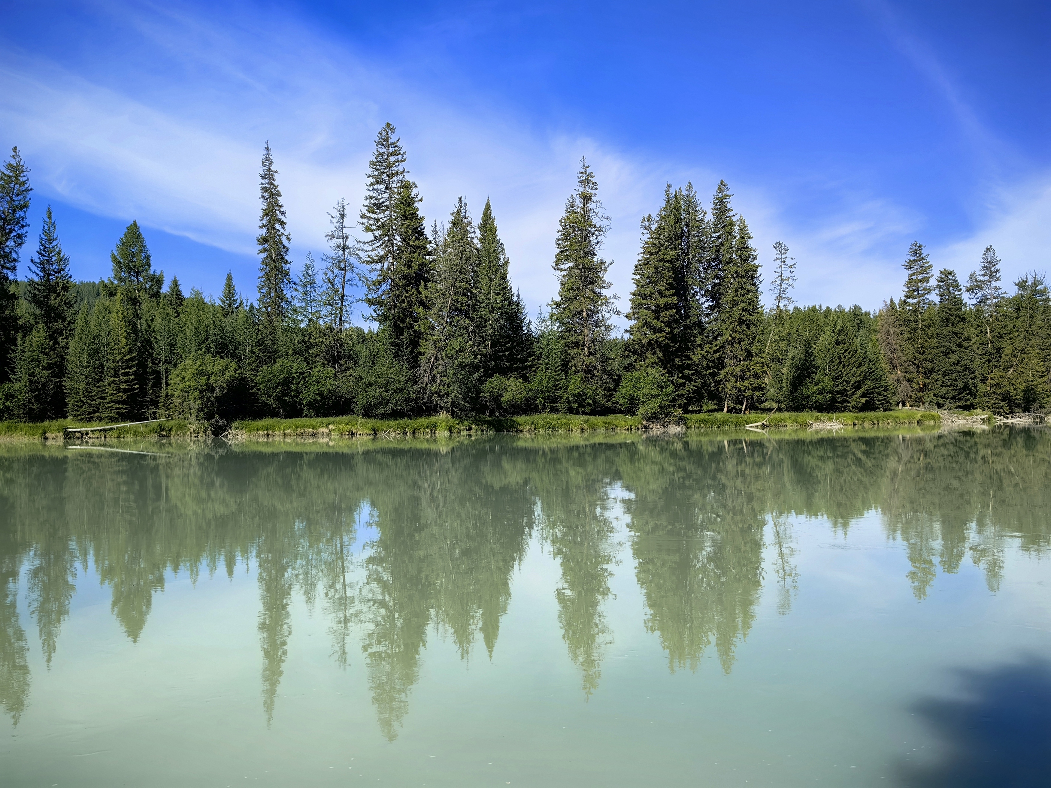 природа,алтай,река аргут,лиственницы,отражение,лето, Козлова Галина
