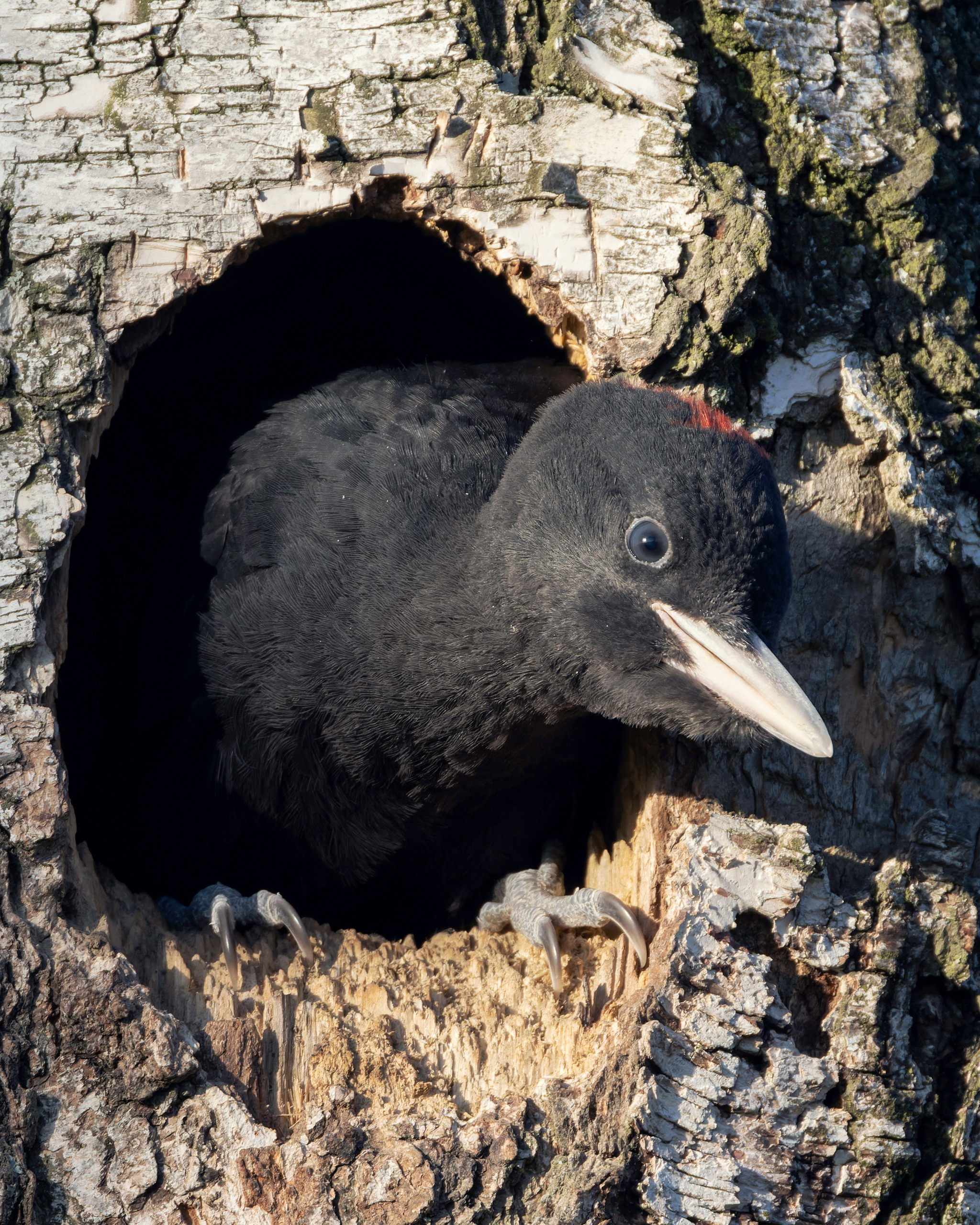 желна, черный дятел, птицы, фото птиц, птенцы, dryocopus martius, Александр Шипиленко