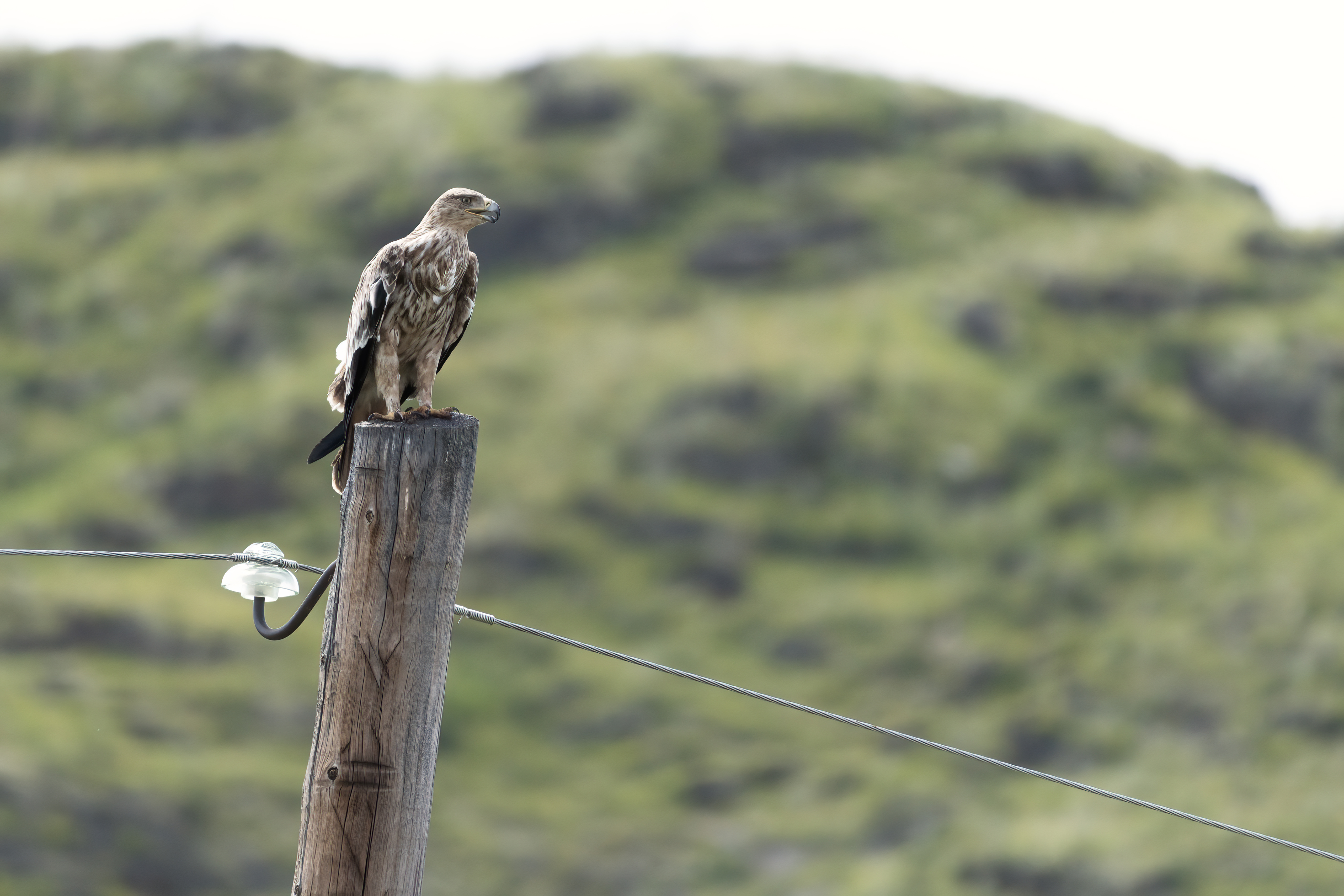 коршун, могильник, горный алтай, Андреева Светлана