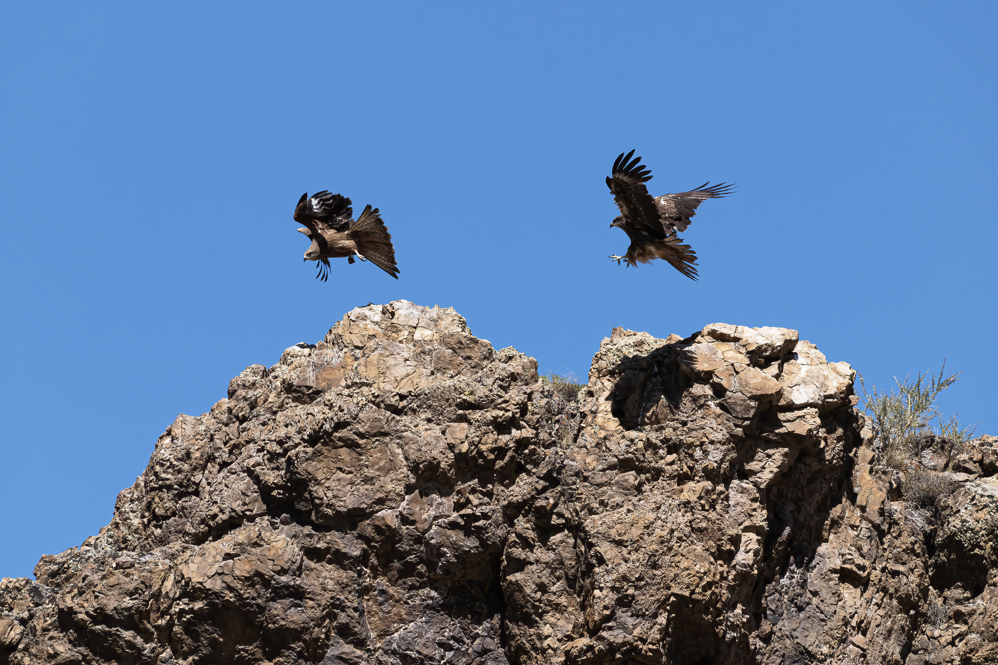 орел, горный алтай, клинохвостый орел, Андреева Светлана