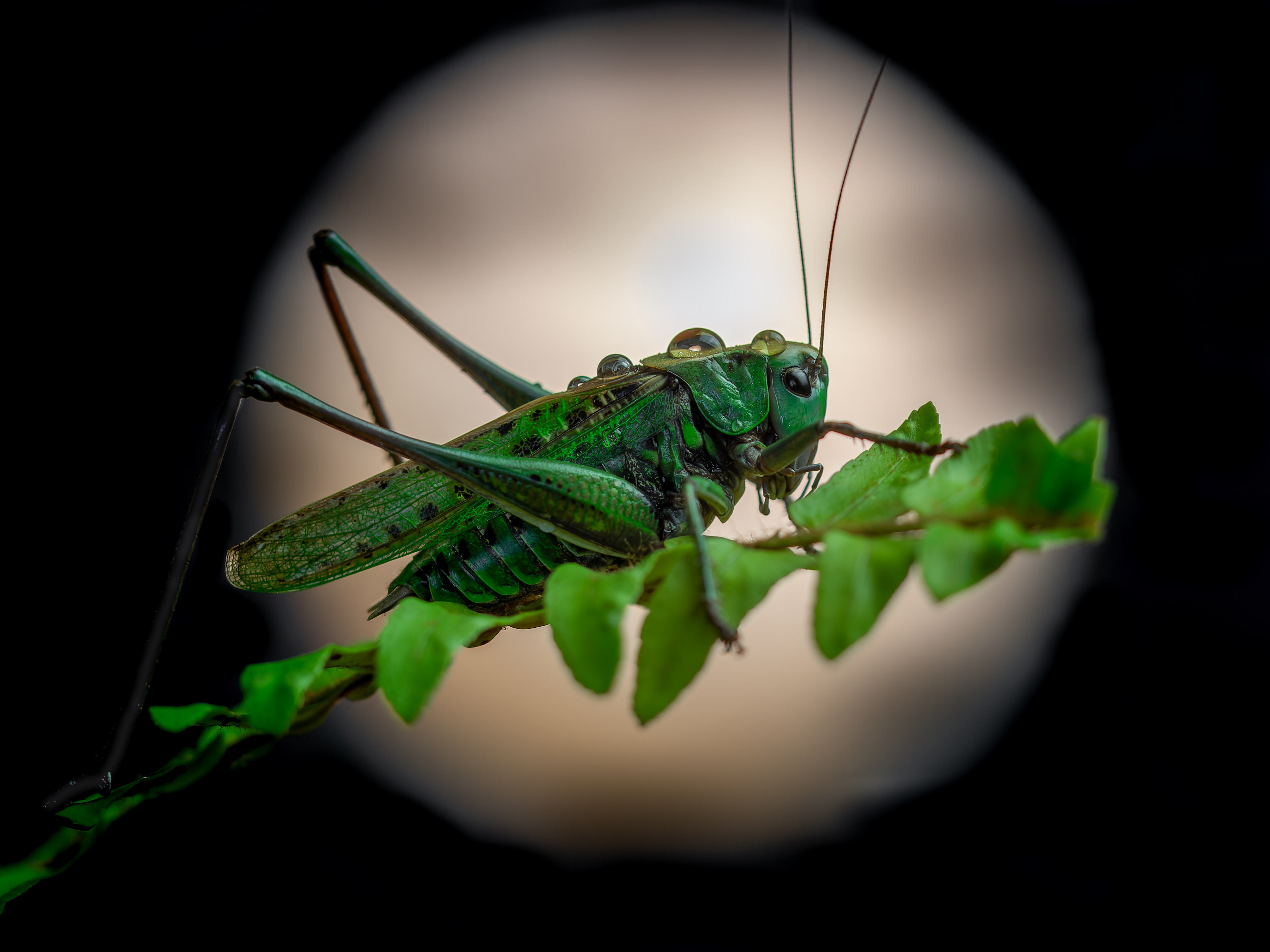 , Олег Савицкий